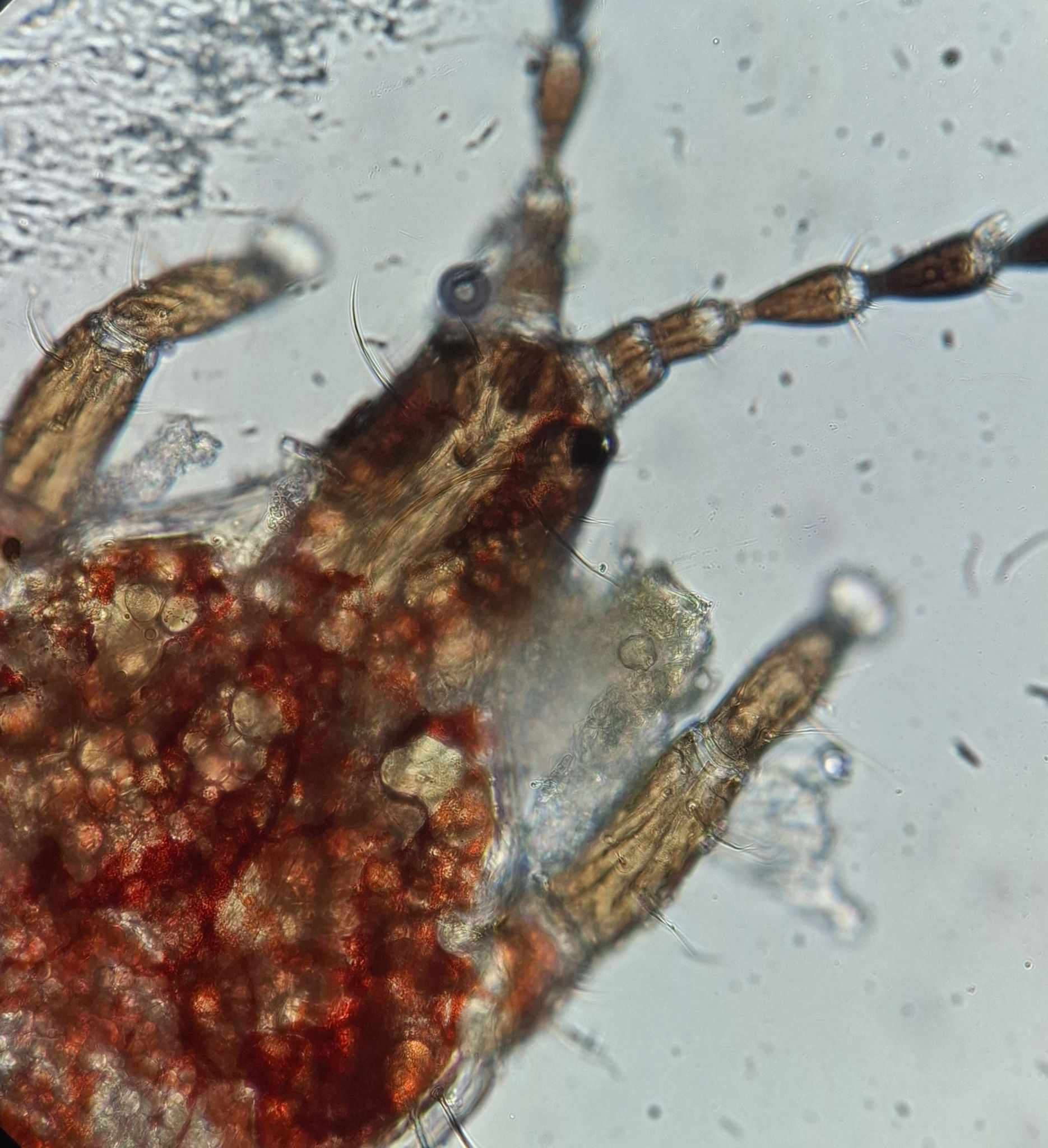 Haplothrips tritici