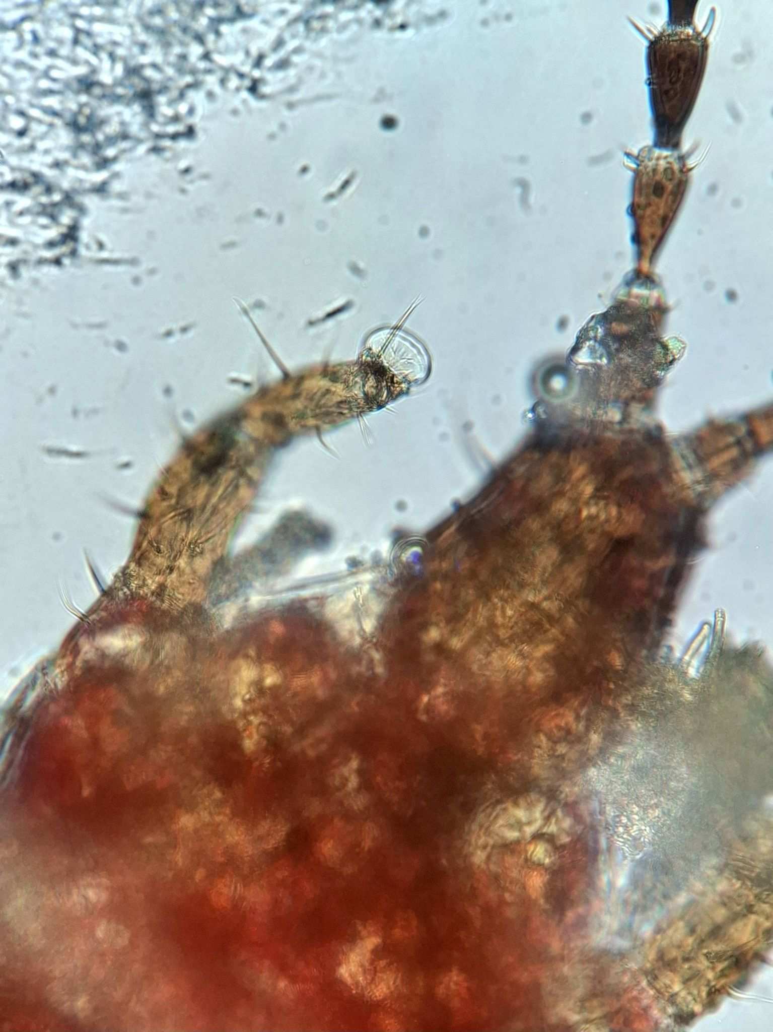 Haplothrips tritici