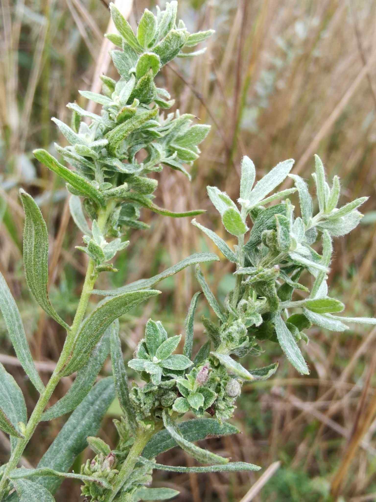 Phytonemus pallidus