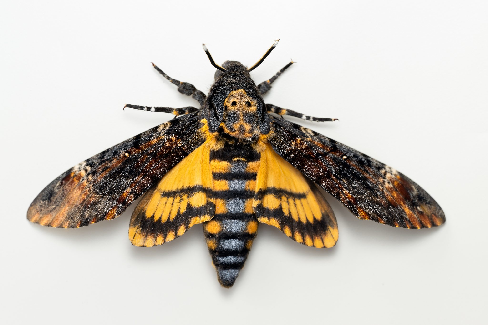 Acherontia atropos
