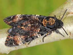 Acherontia atropos