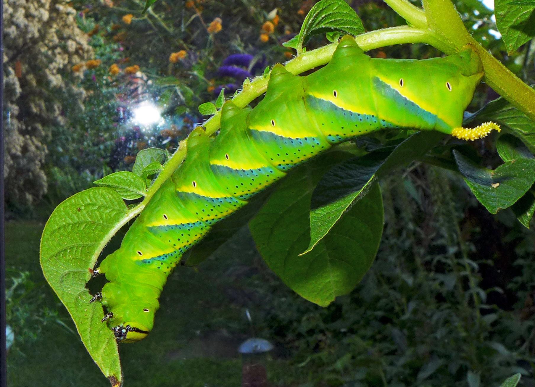 Acherontia atropos