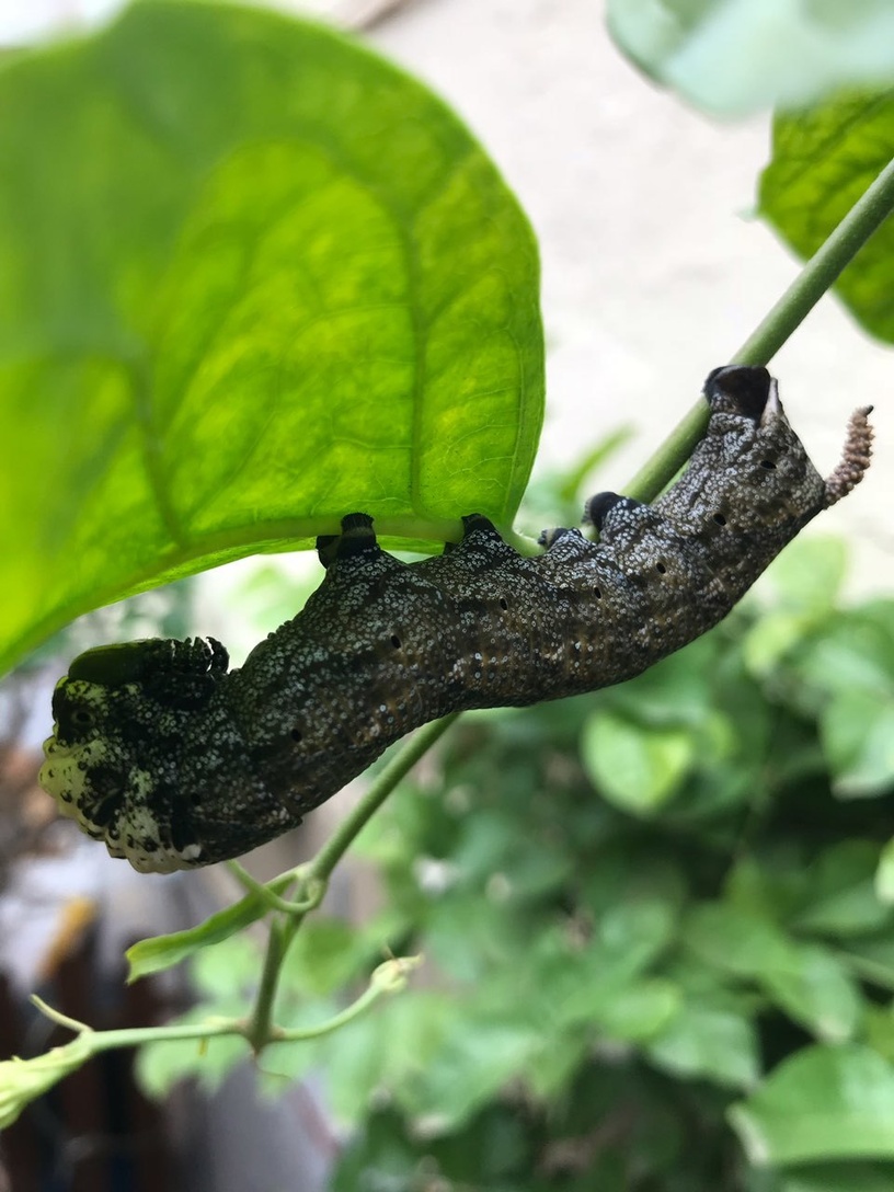 Acherontia atropos