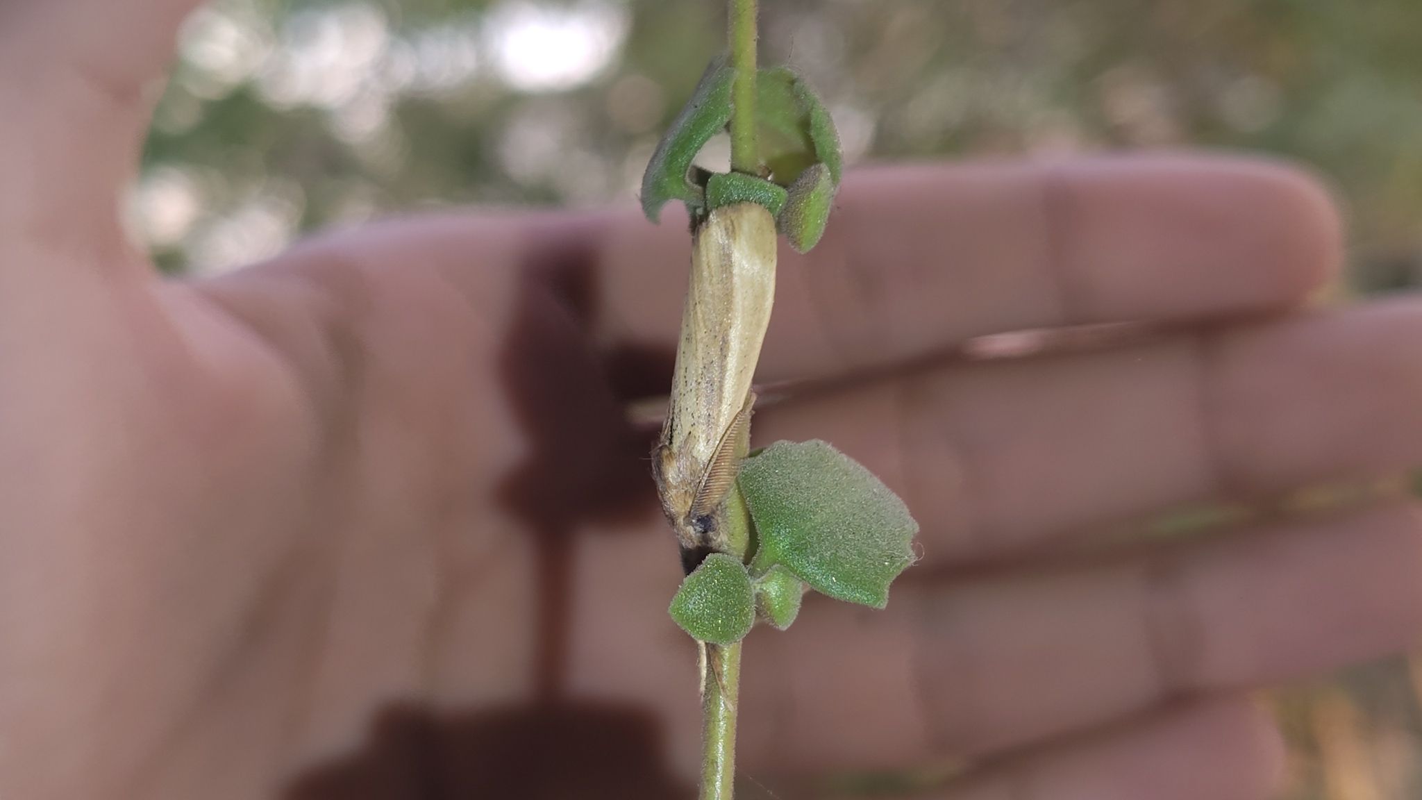 Psalis pennatula