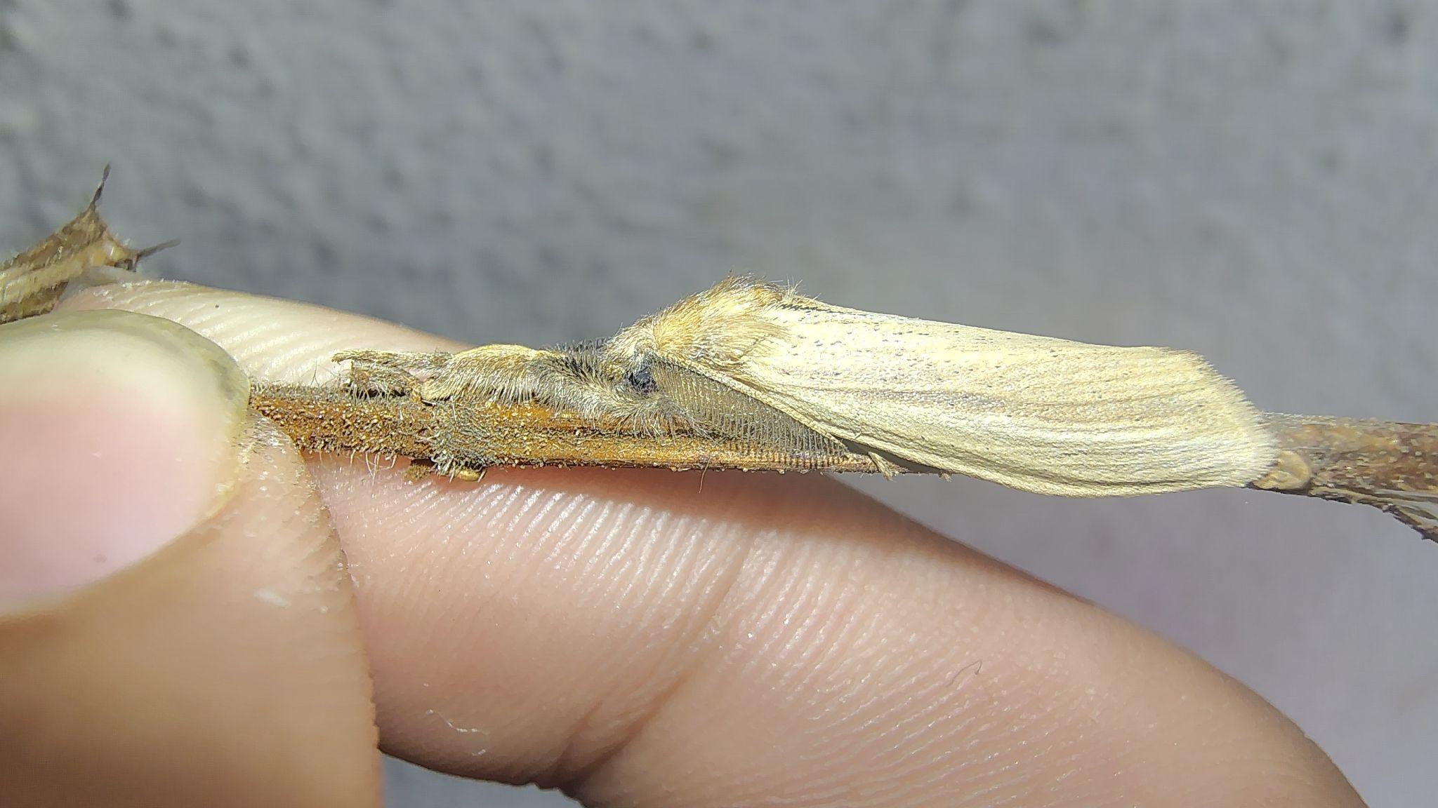 Psalis pennatula