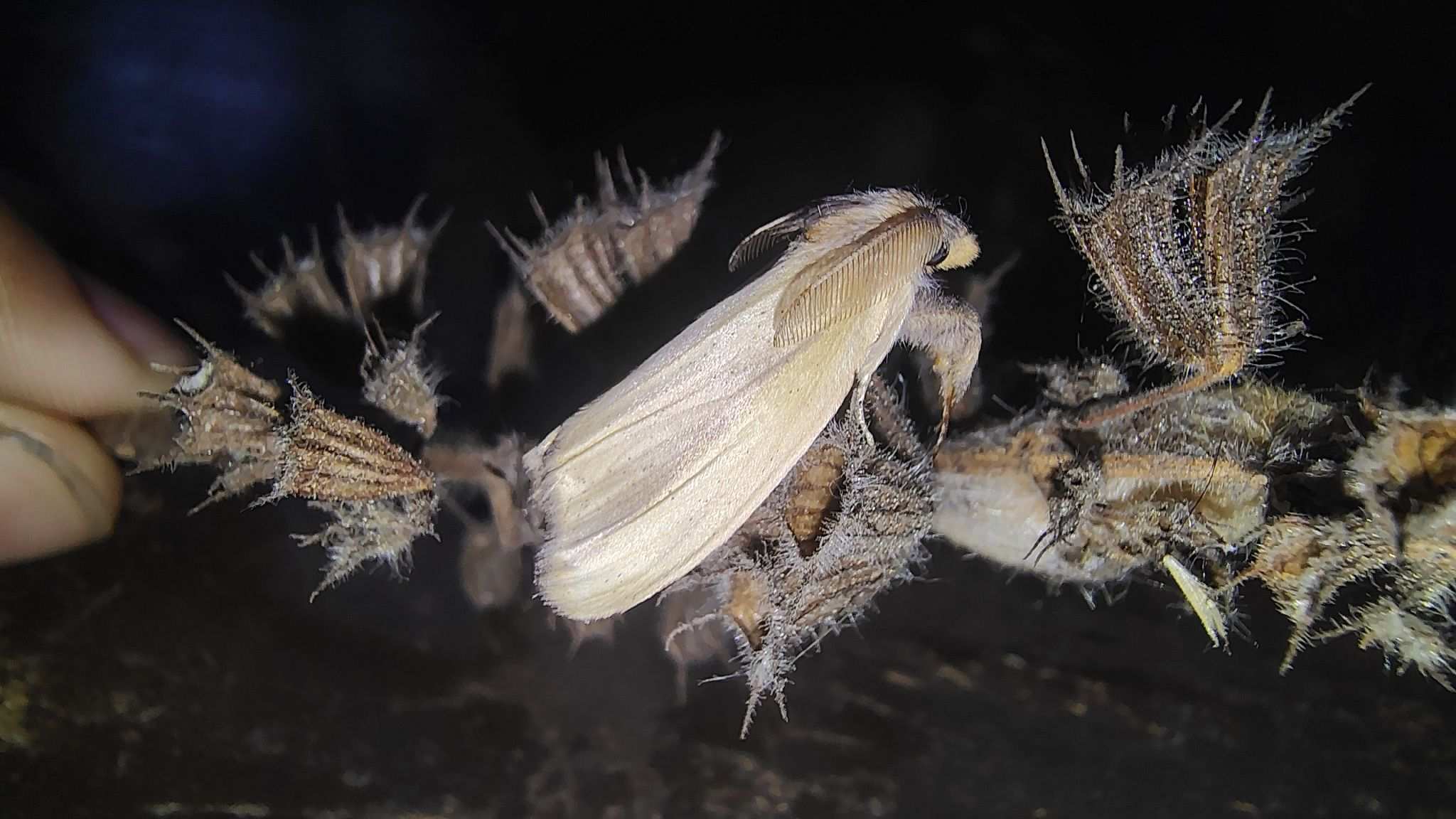 Psalis pennatula