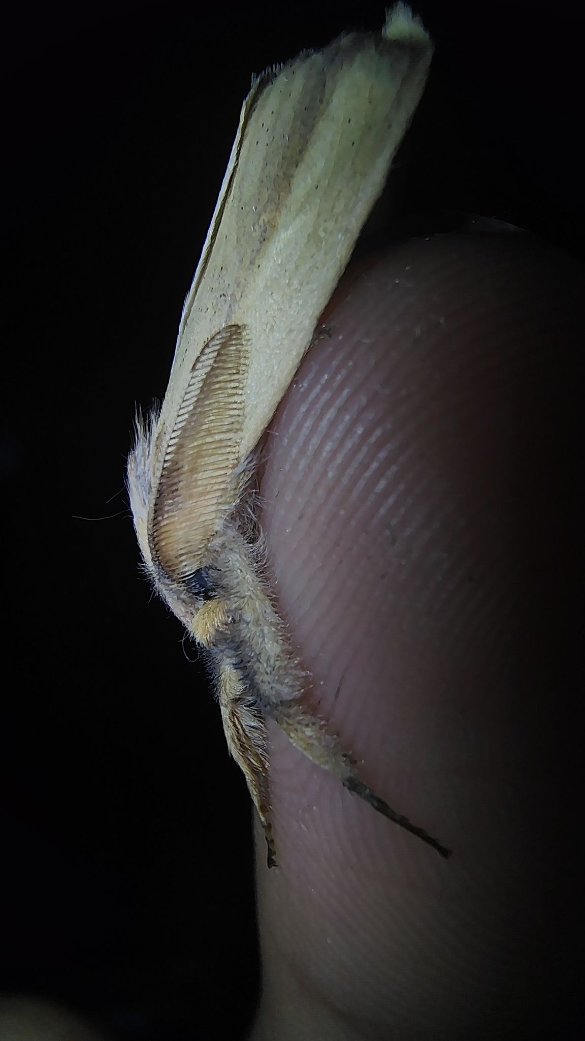 Psalis pennatula
