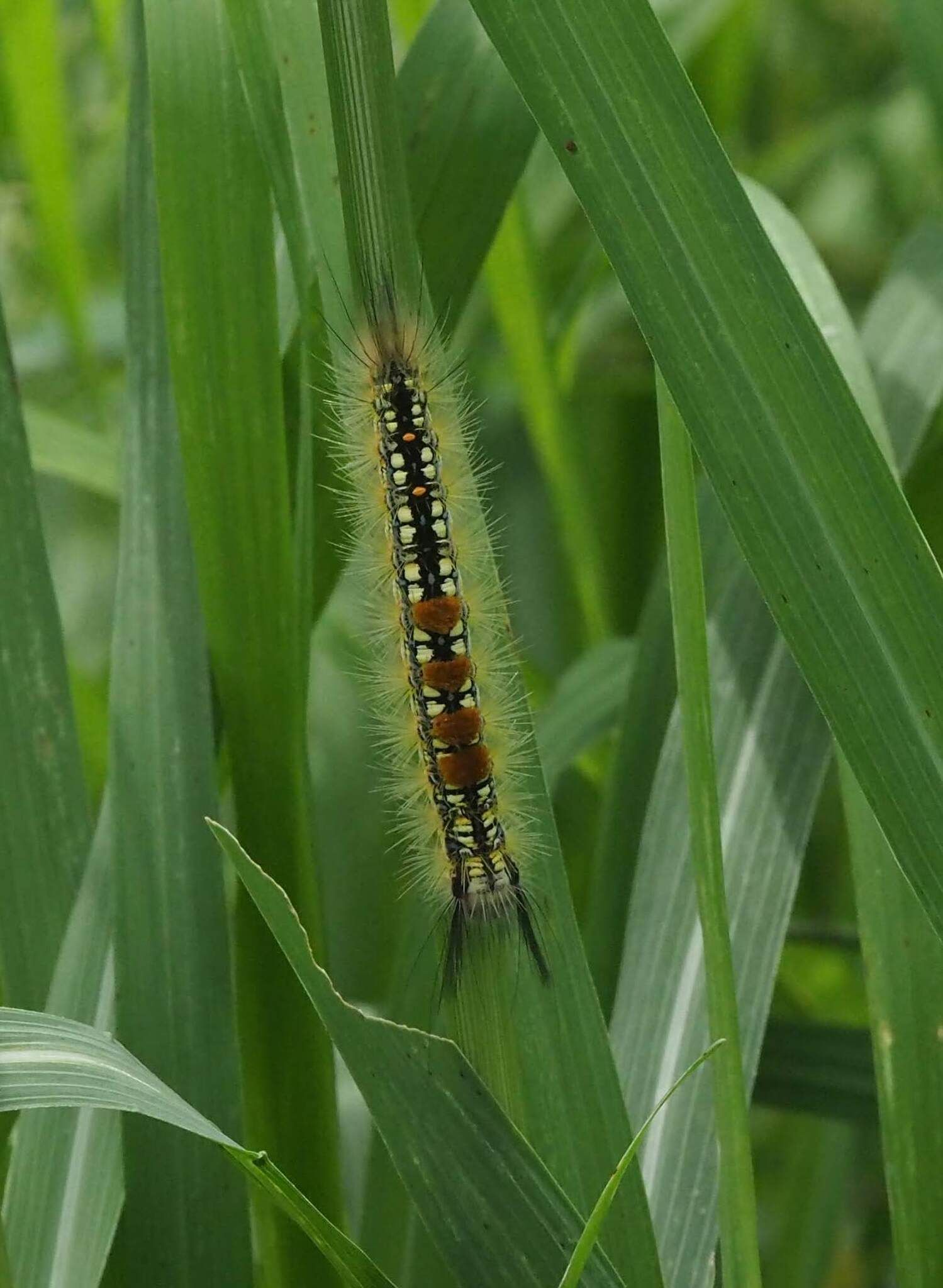 Psalis pennatula