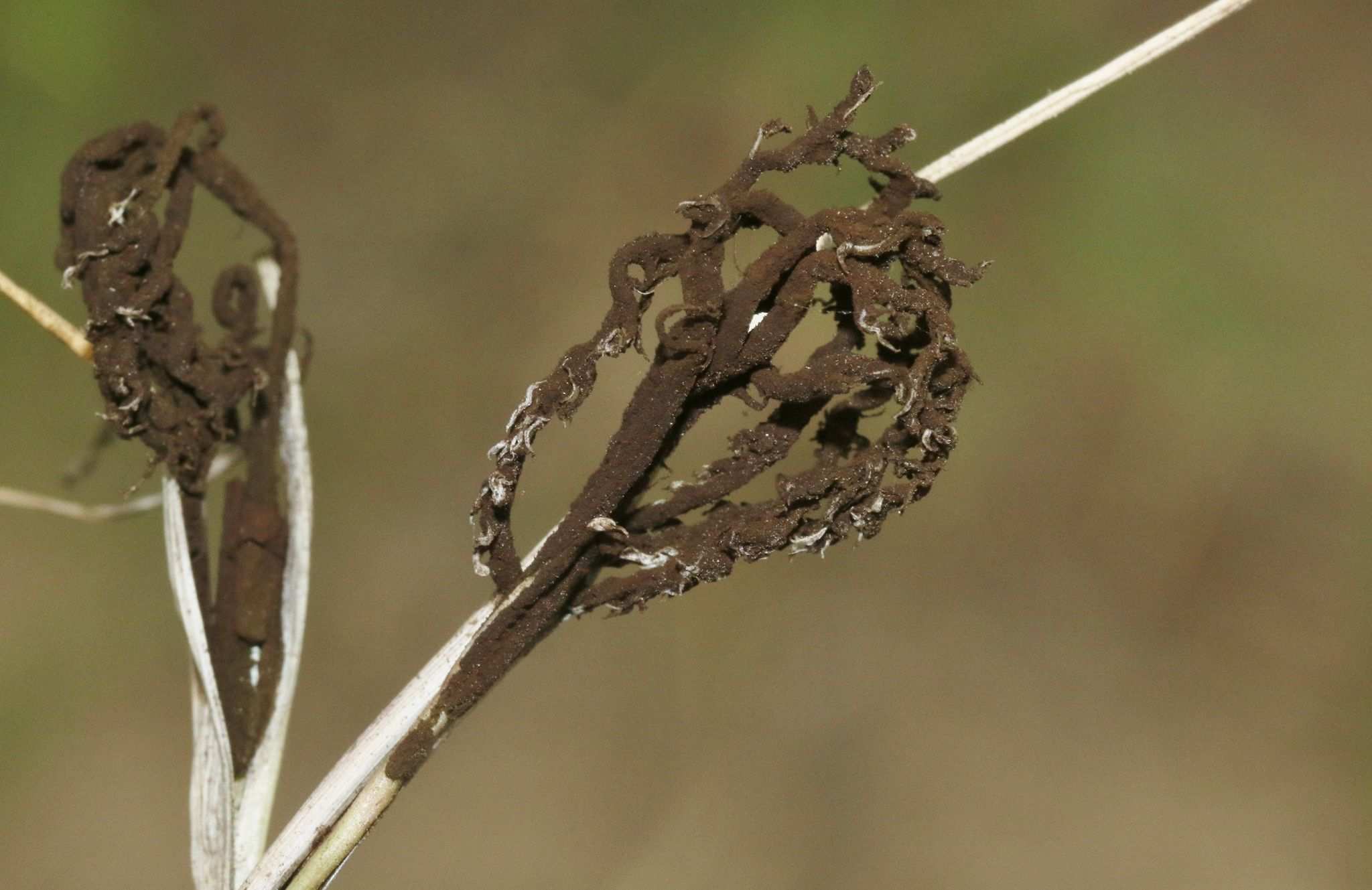 Ustilago cynodontis