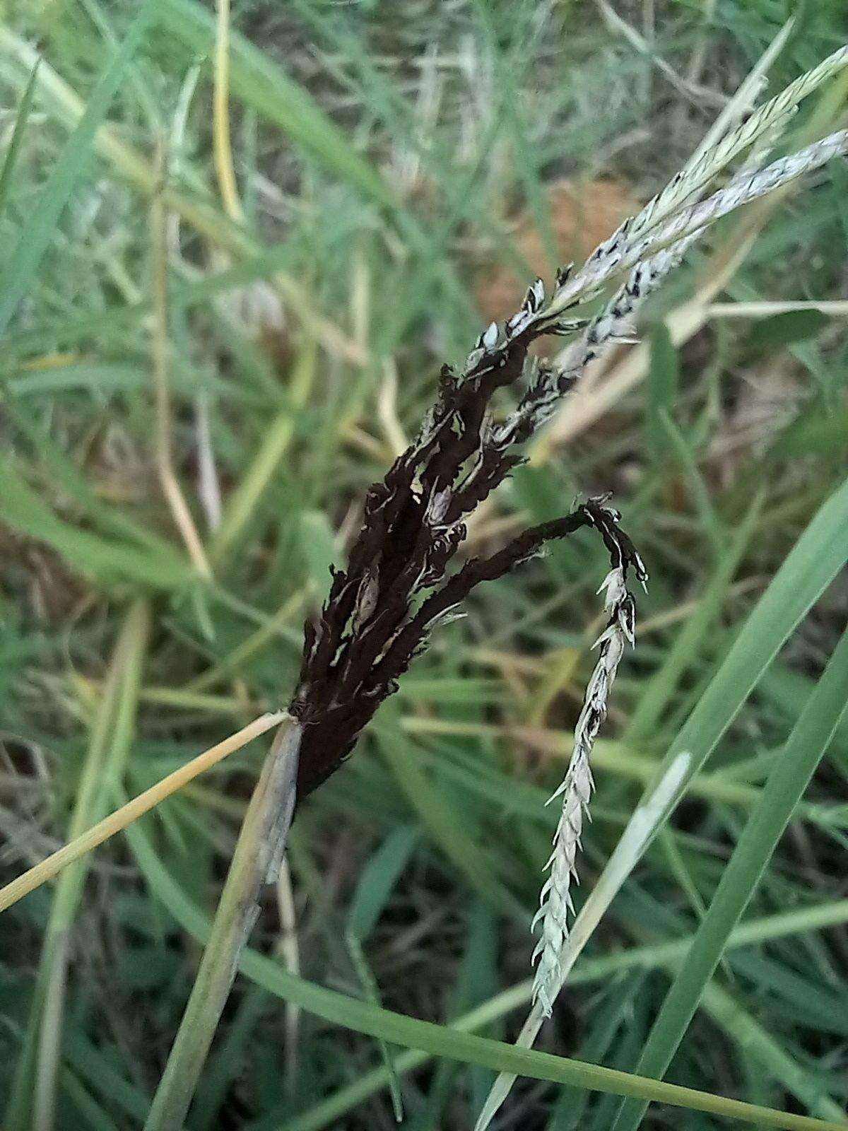 Ustilago cynodontis