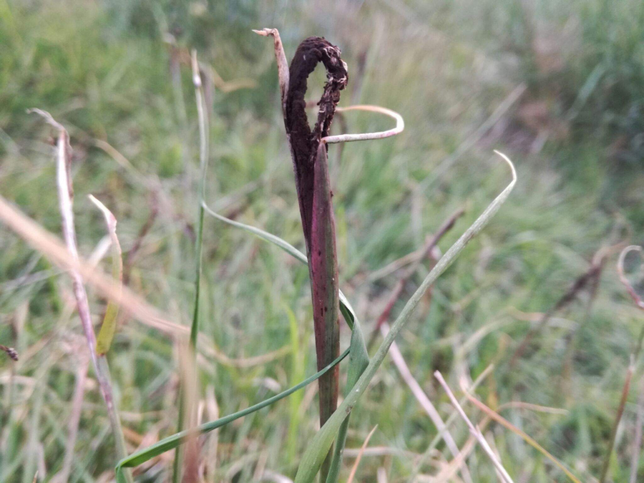 Ustilago cynodontis