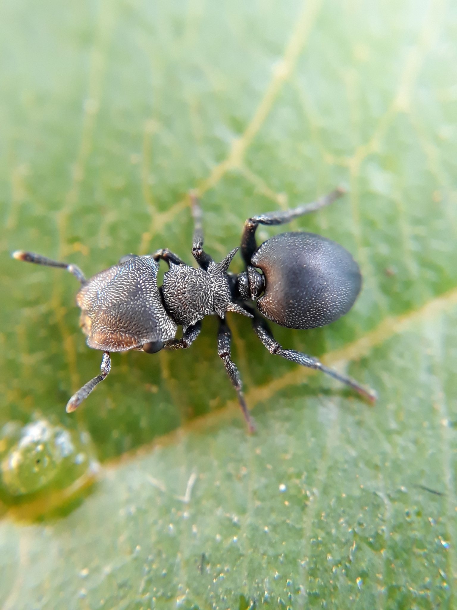 Cephalotes pusillus