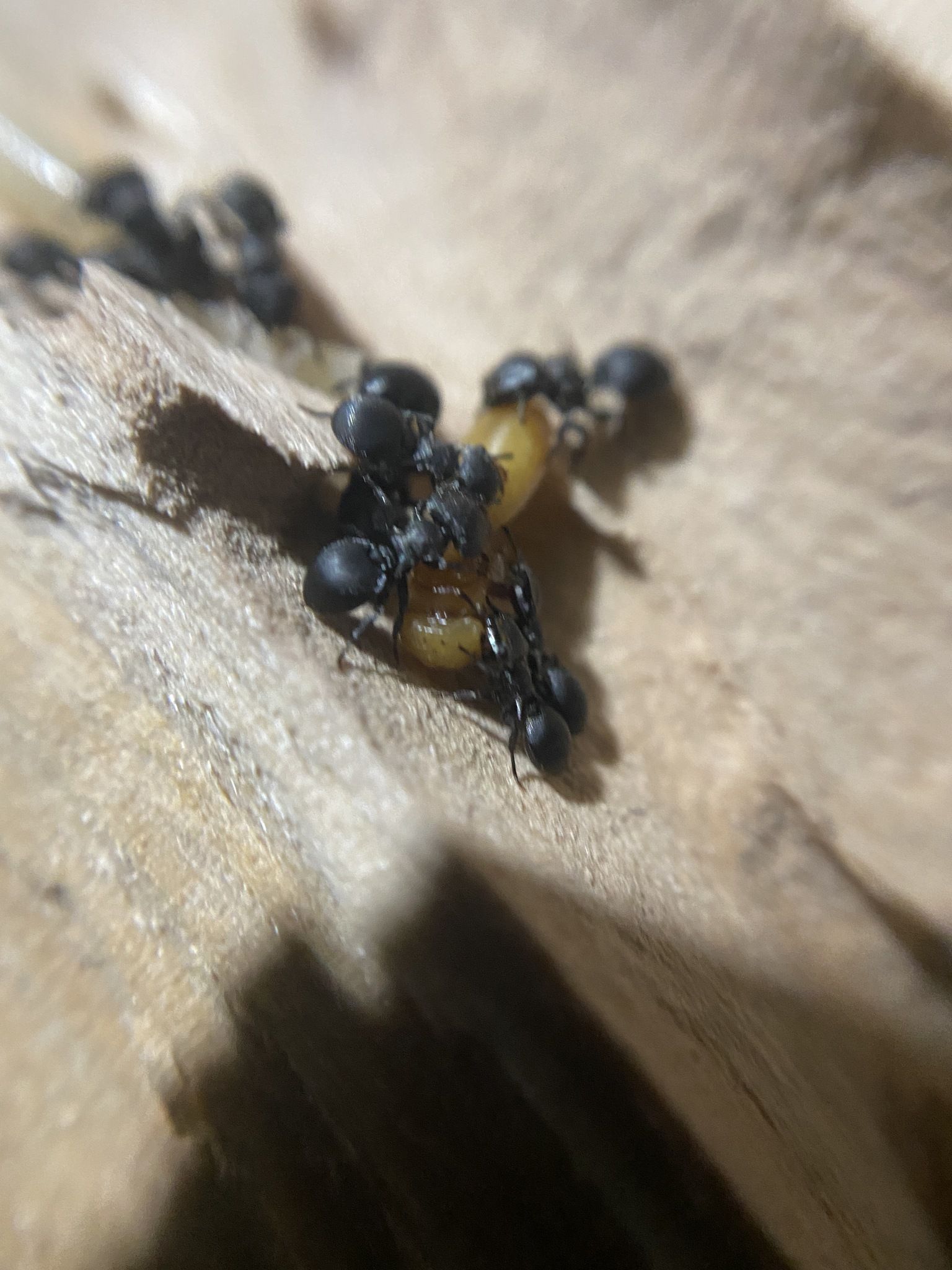 Cephalotes pusillus