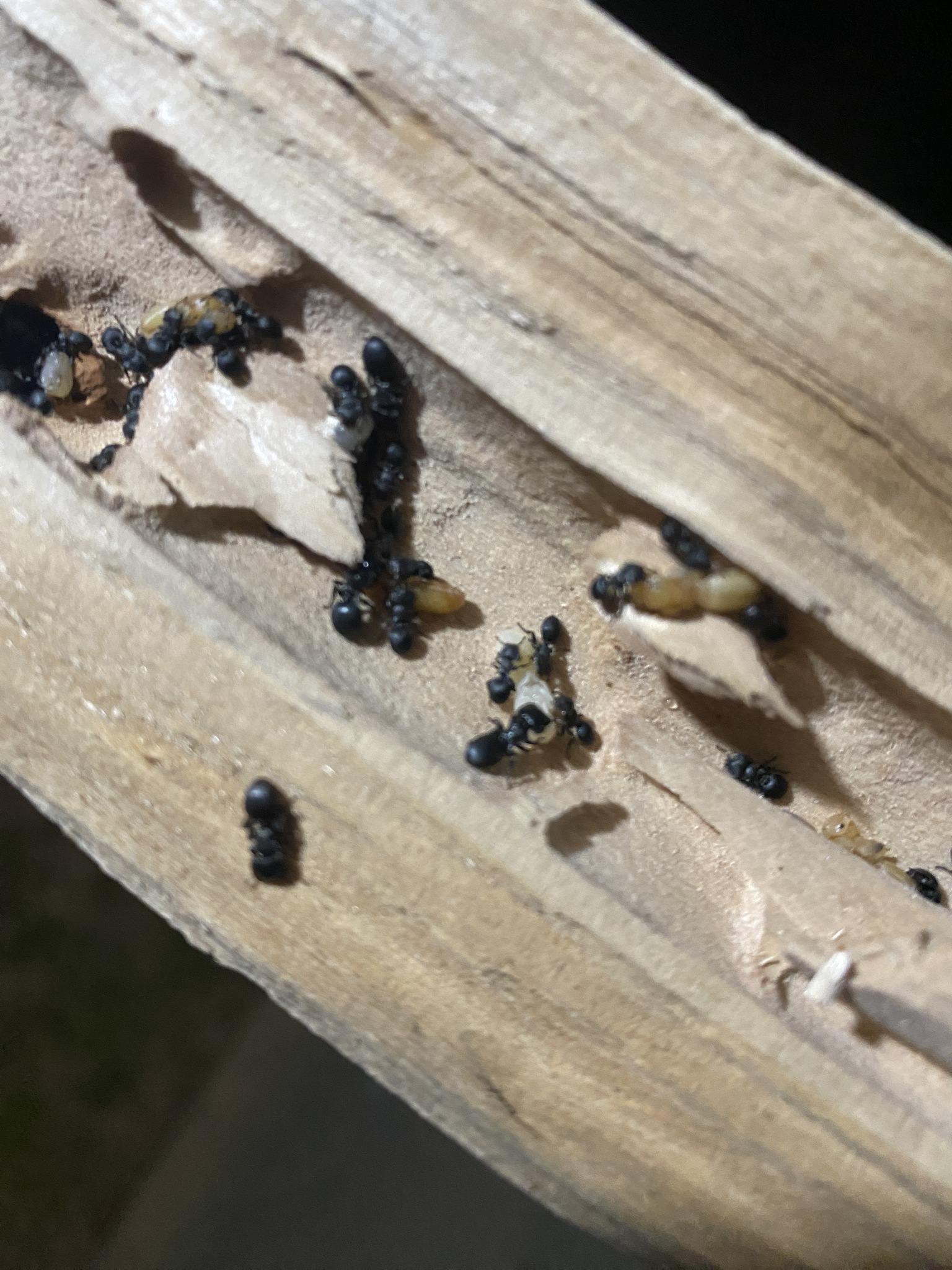 Cephalotes pusillus
