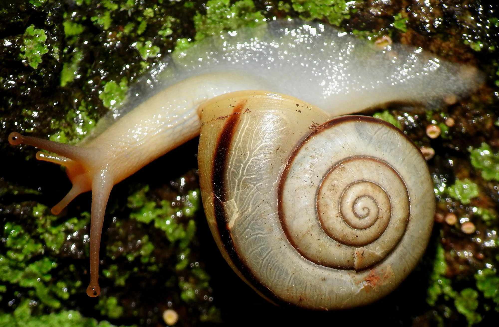 Trachia fallaciosa