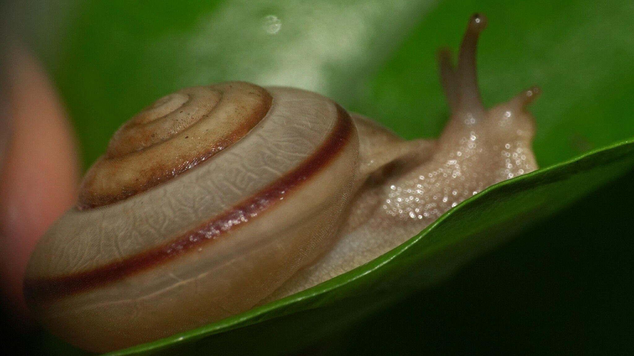 Trachia fallaciosa