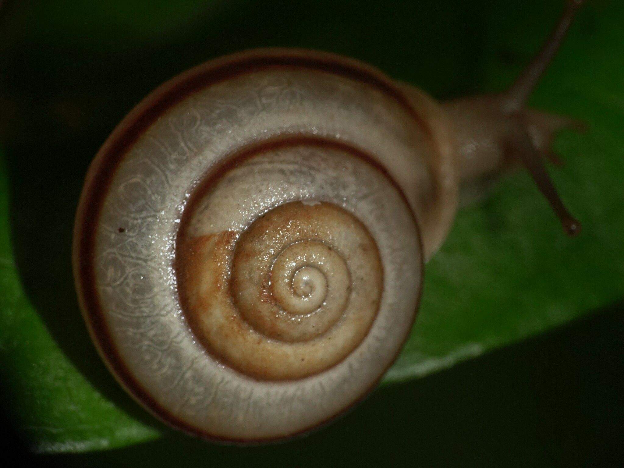 Trachia fallaciosa