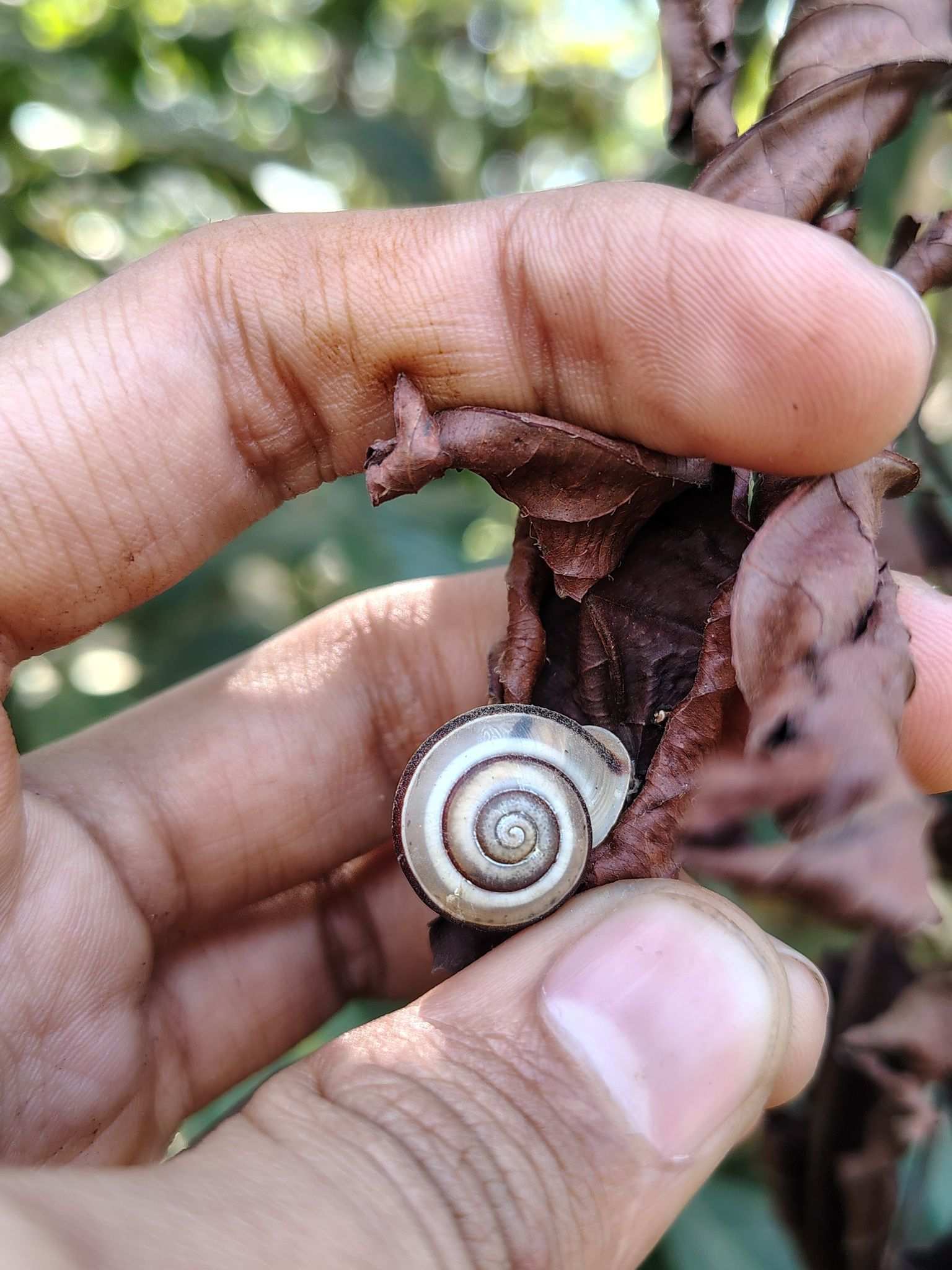 Trachia fallaciosa