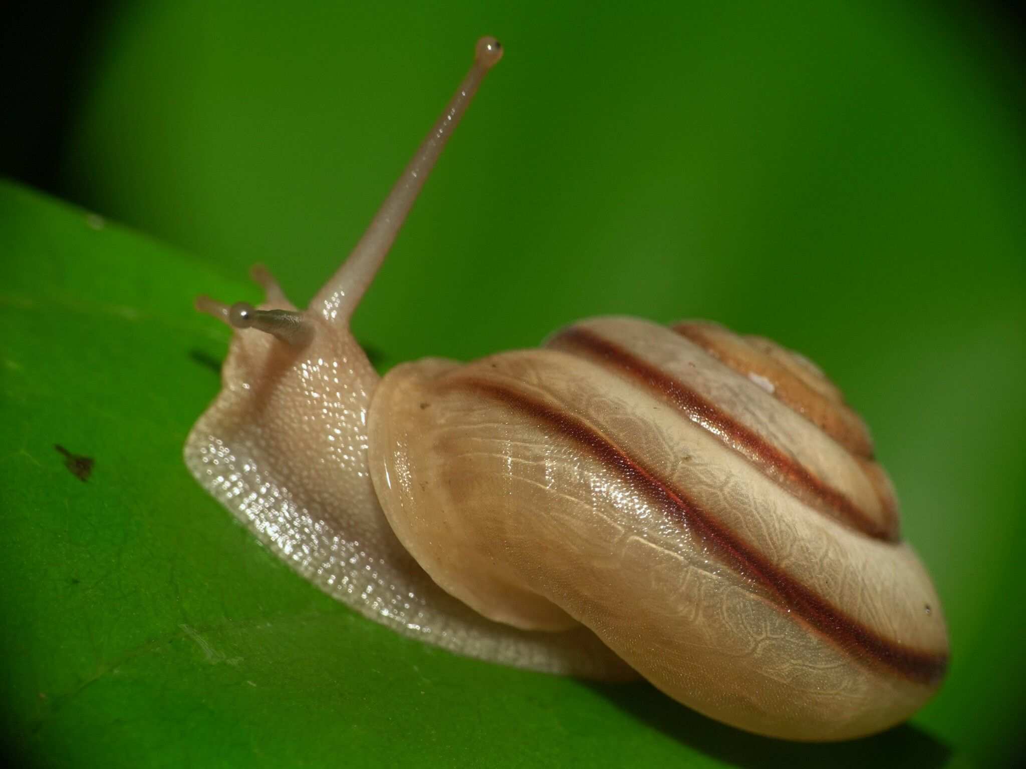 Trachia fallaciosa