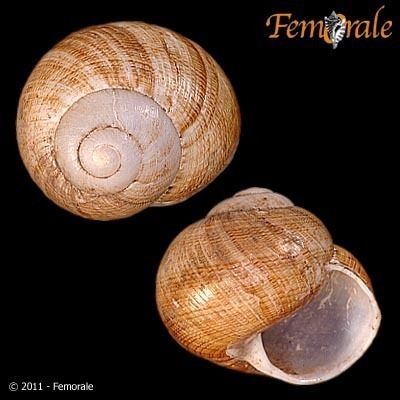 Polydontes undulata