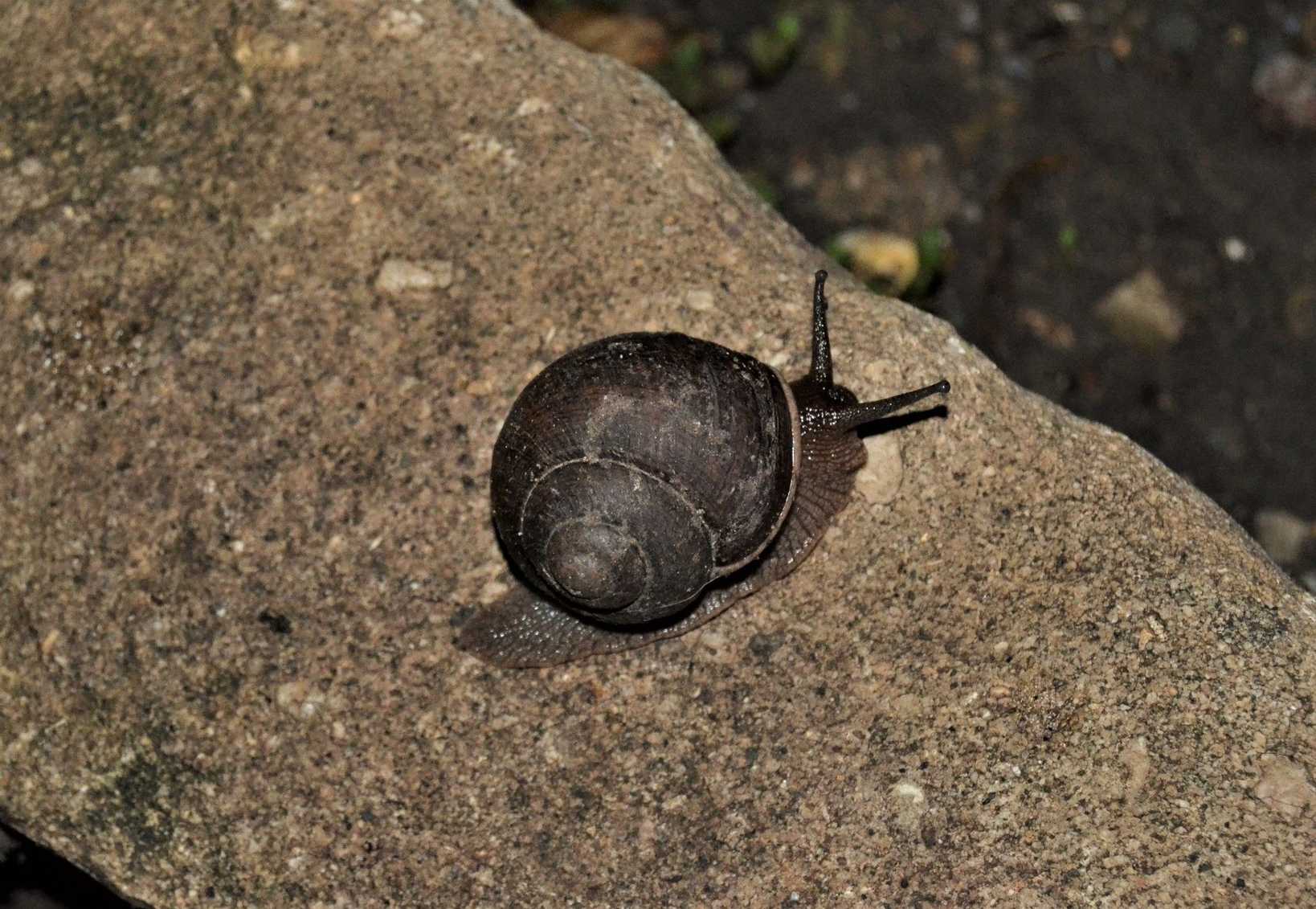 Polydontes undulata