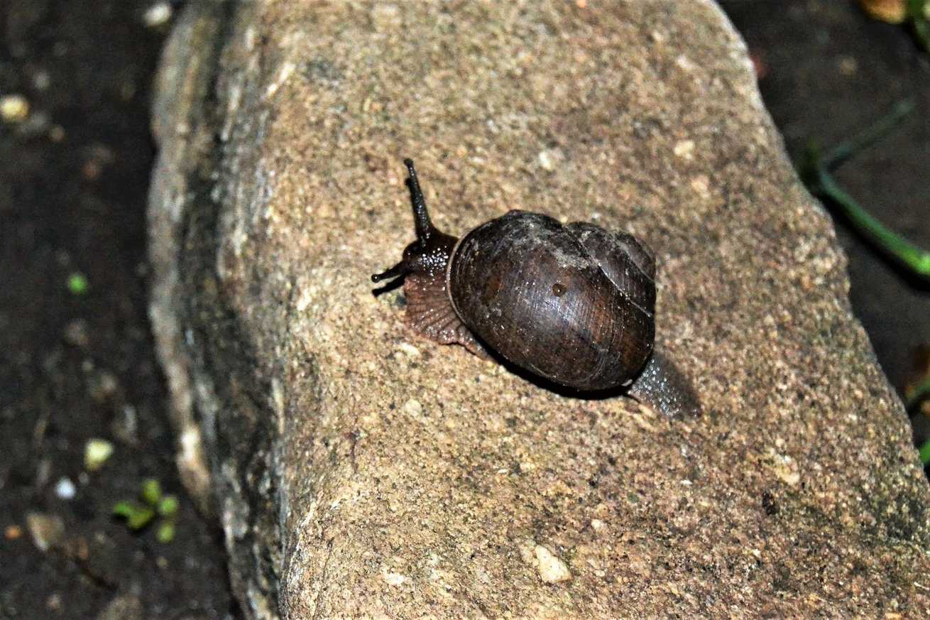 Polydontes undulata