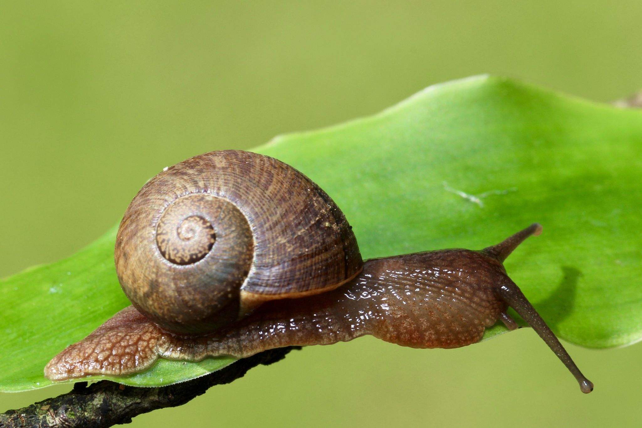 Polydontes undulata