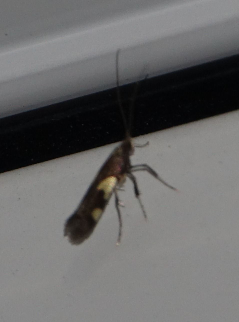 Caloptilia burgessiella