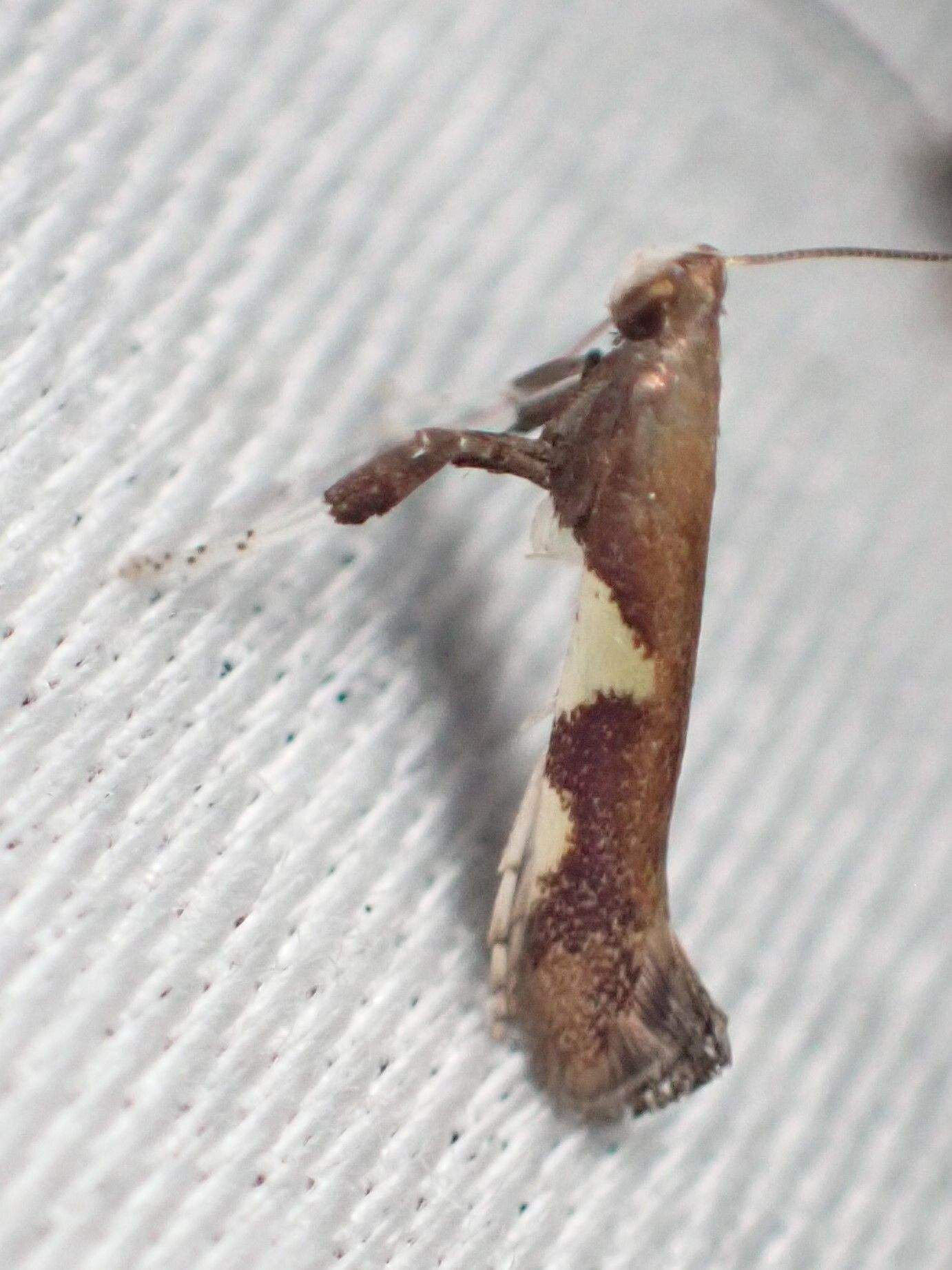 Caloptilia burgessiella