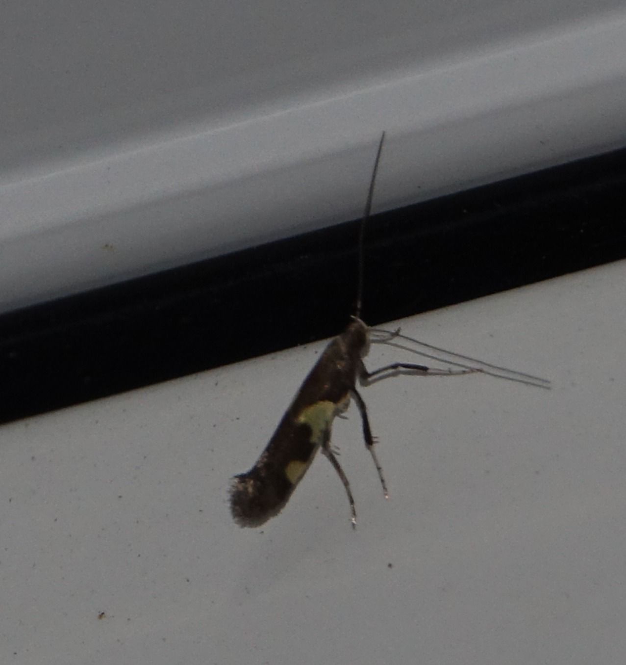 Caloptilia burgessiella