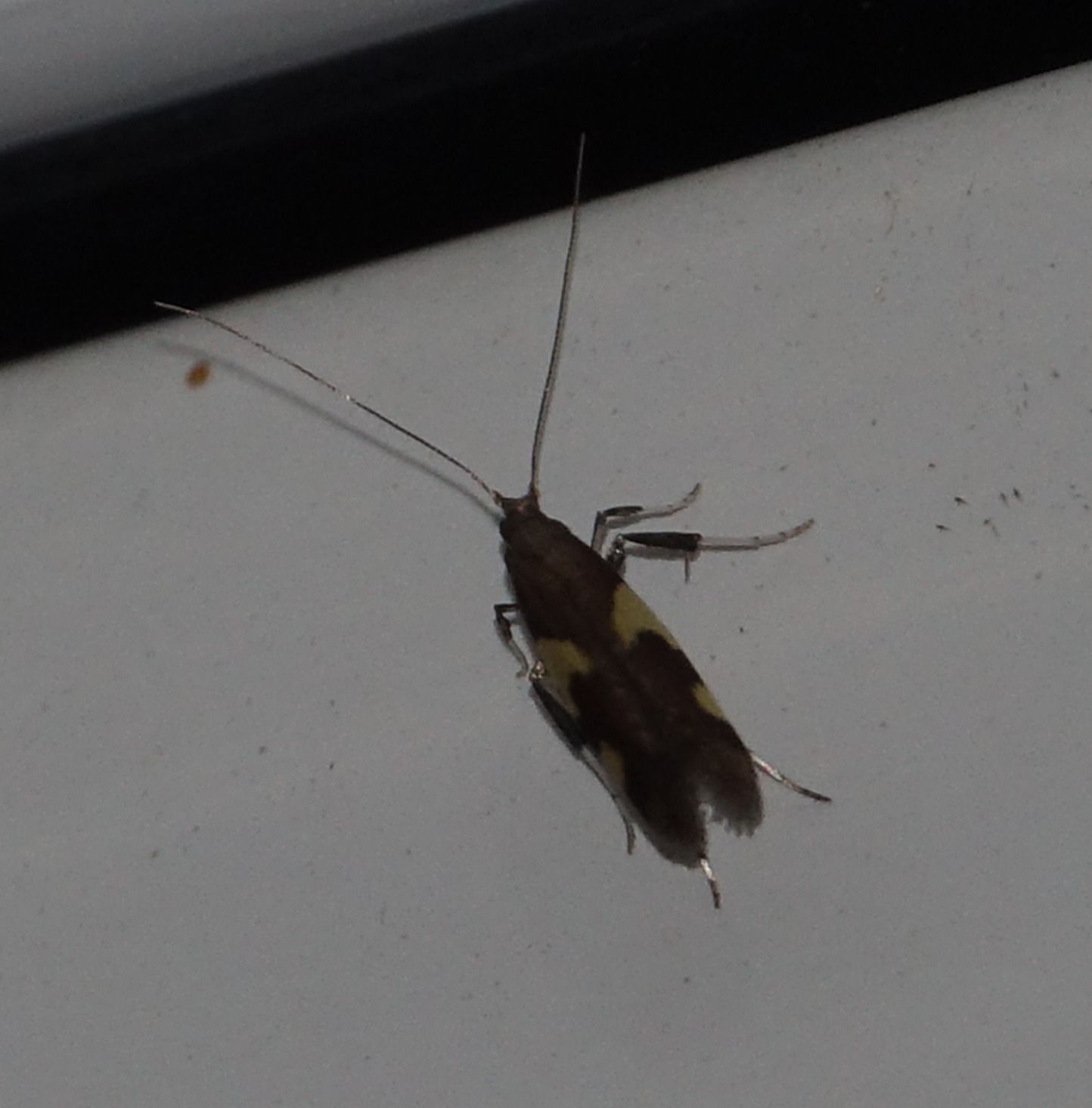 Caloptilia burgessiella