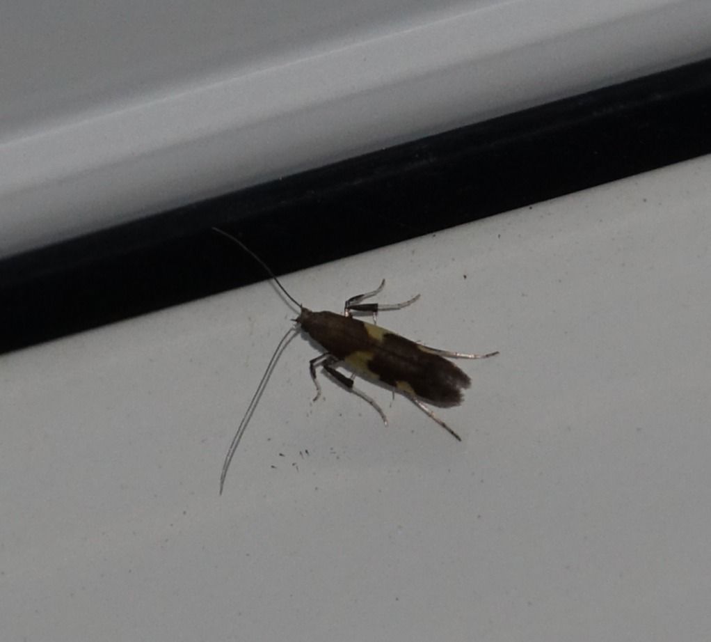 Caloptilia burgessiella