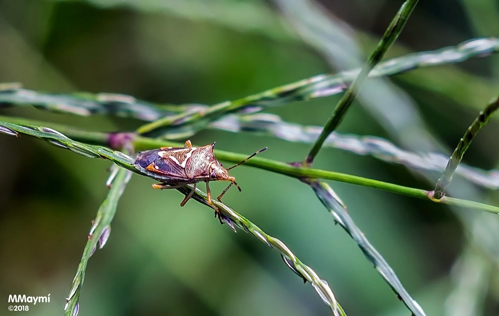 Mormidea angustata