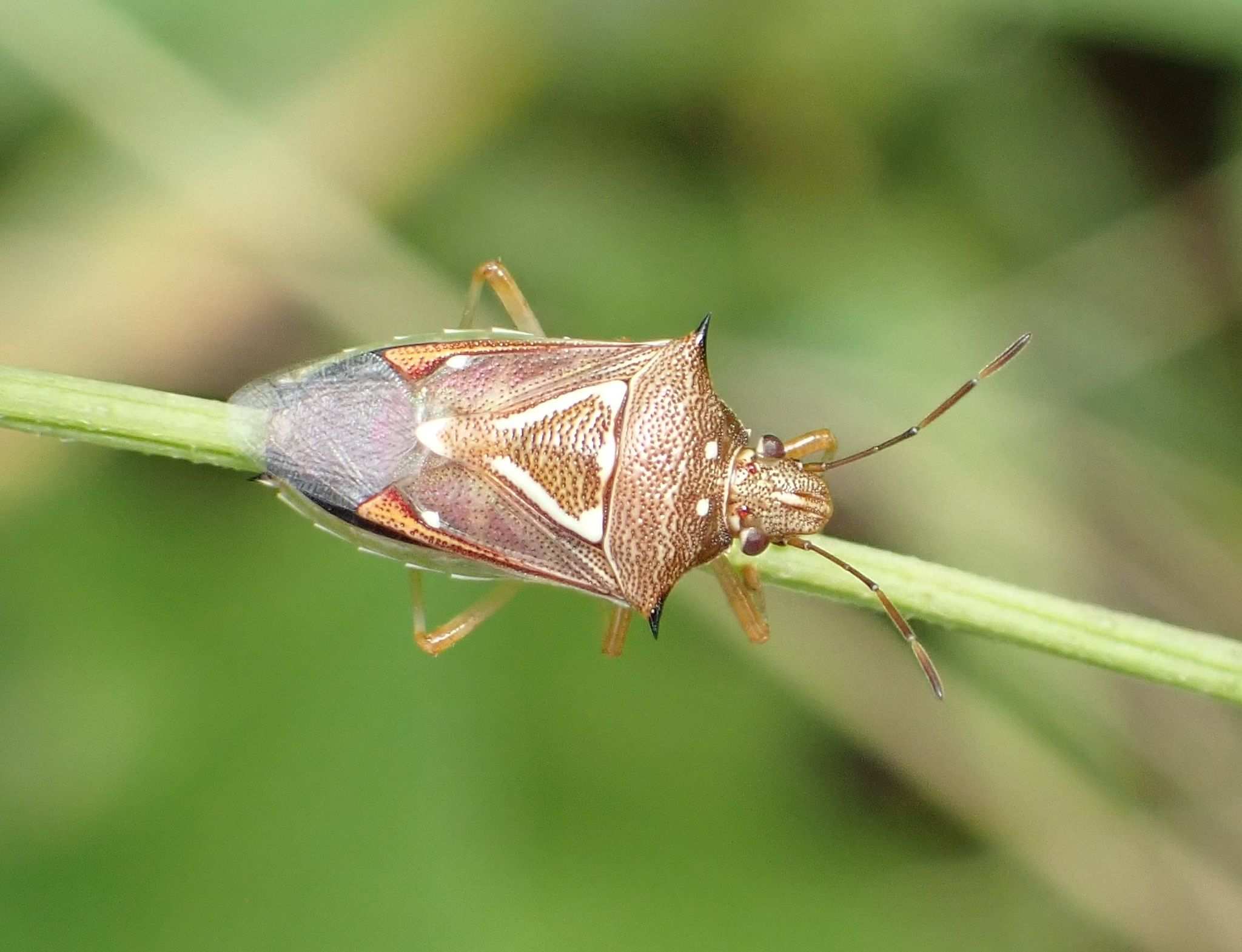 Mormidea angustata