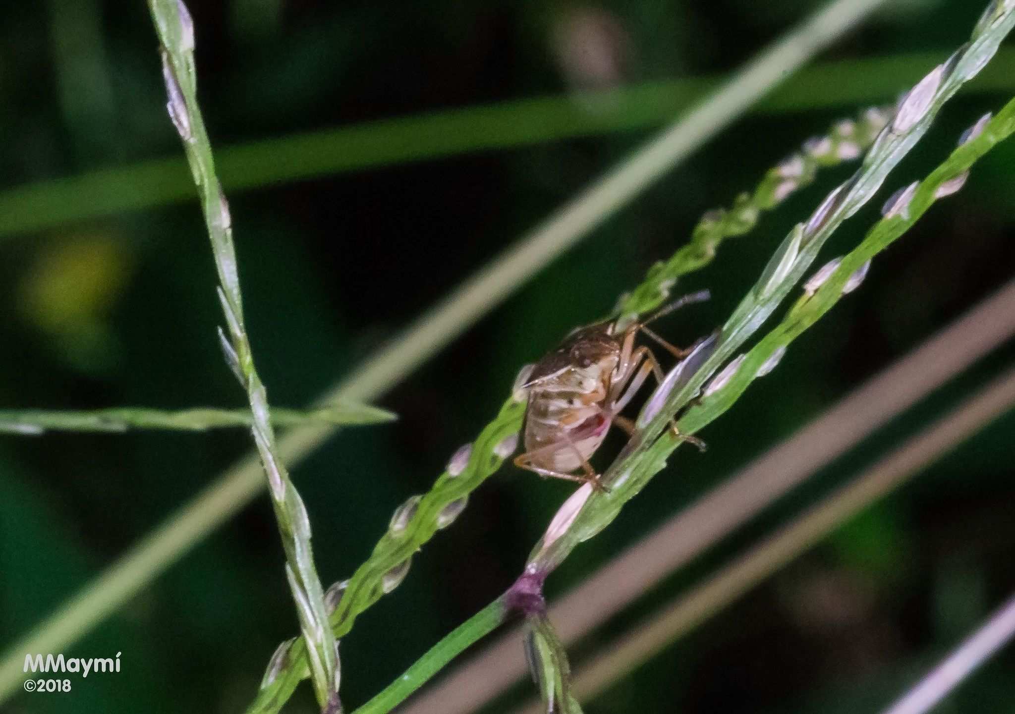 Mormidea angustata