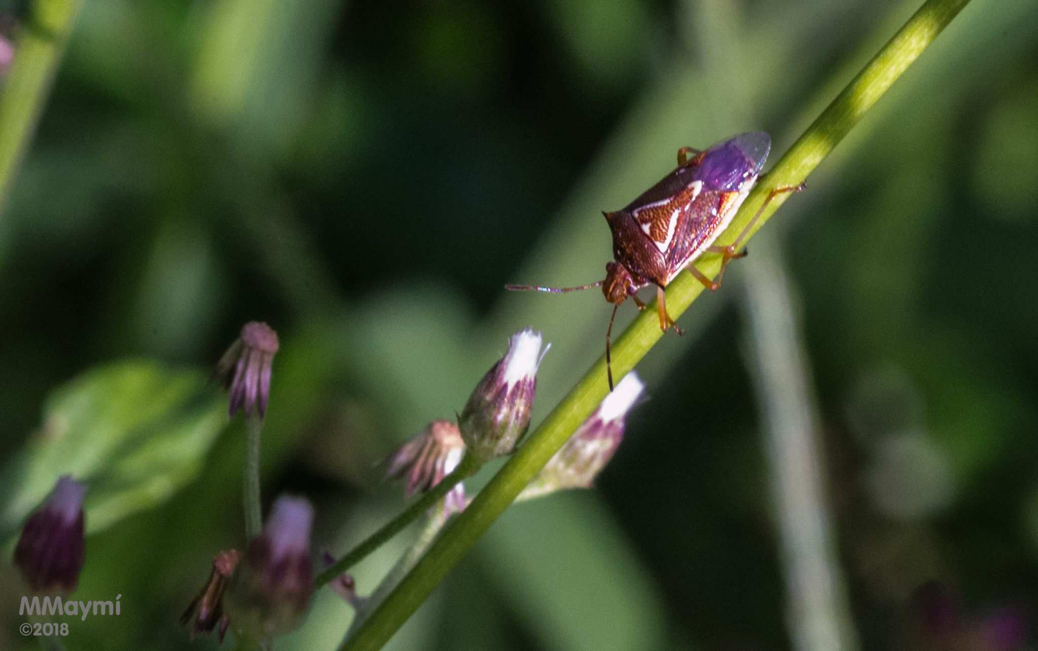Mormidea angustata