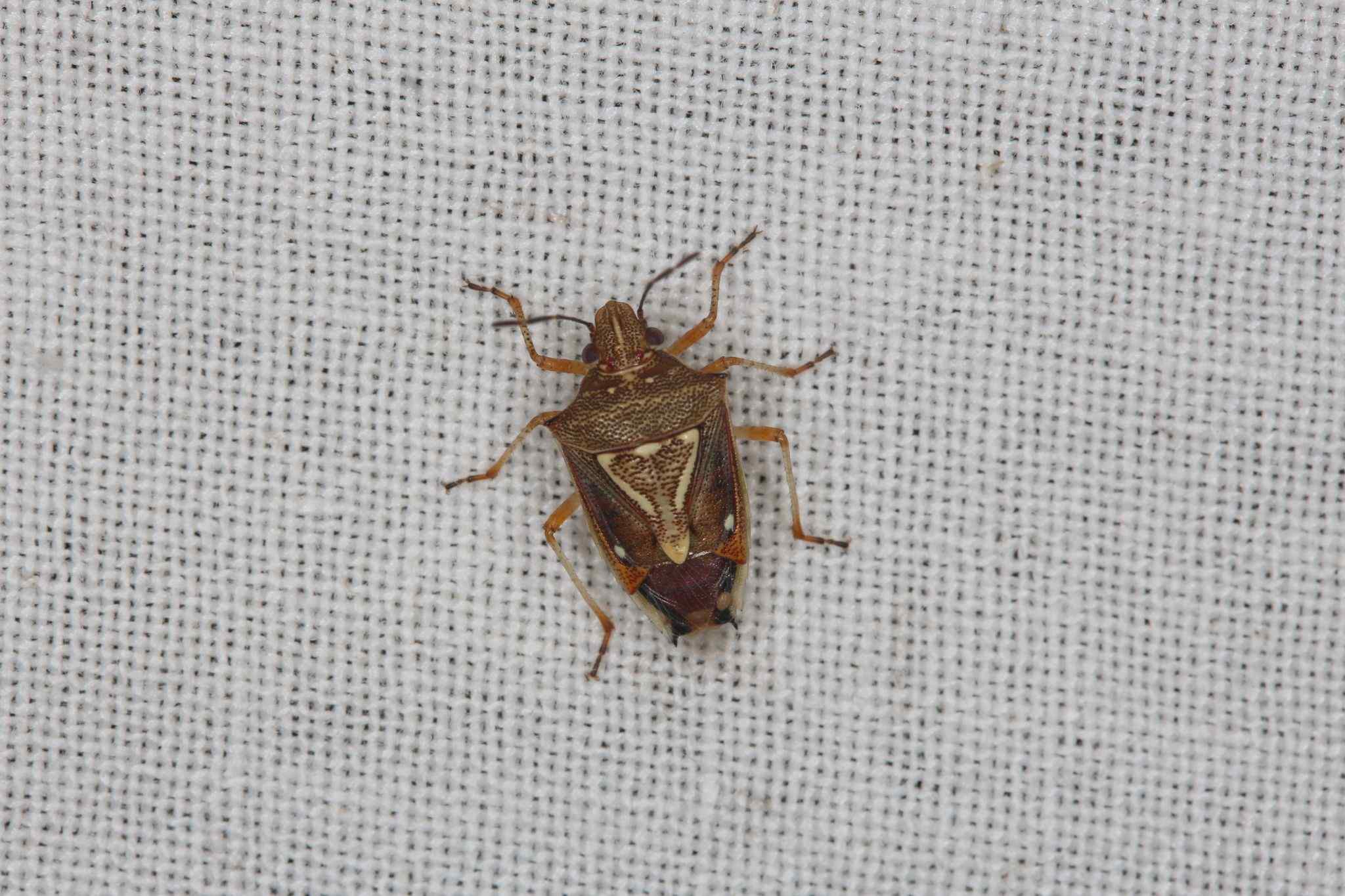 Mormidea angustata