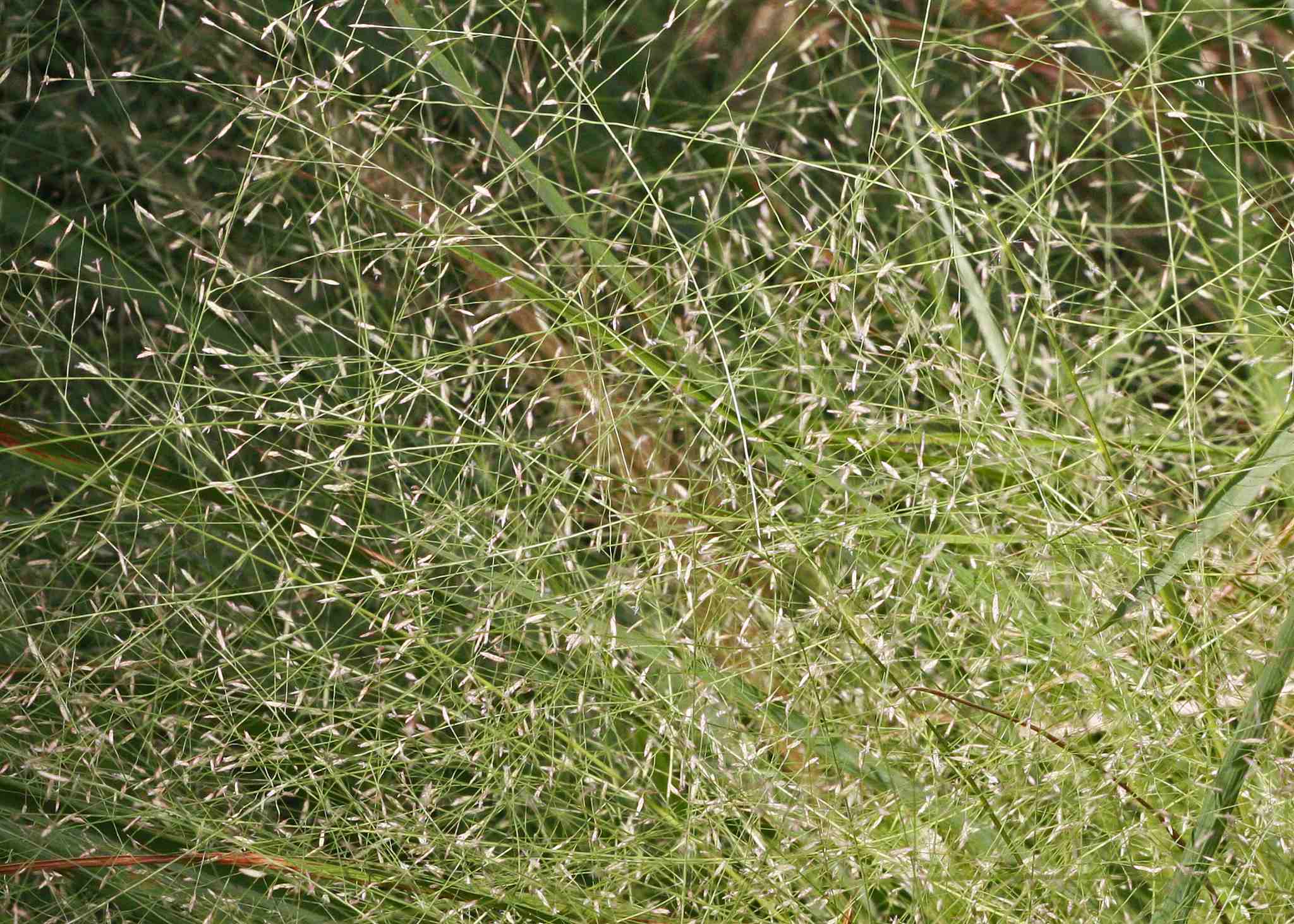 Eragrostis elliottii