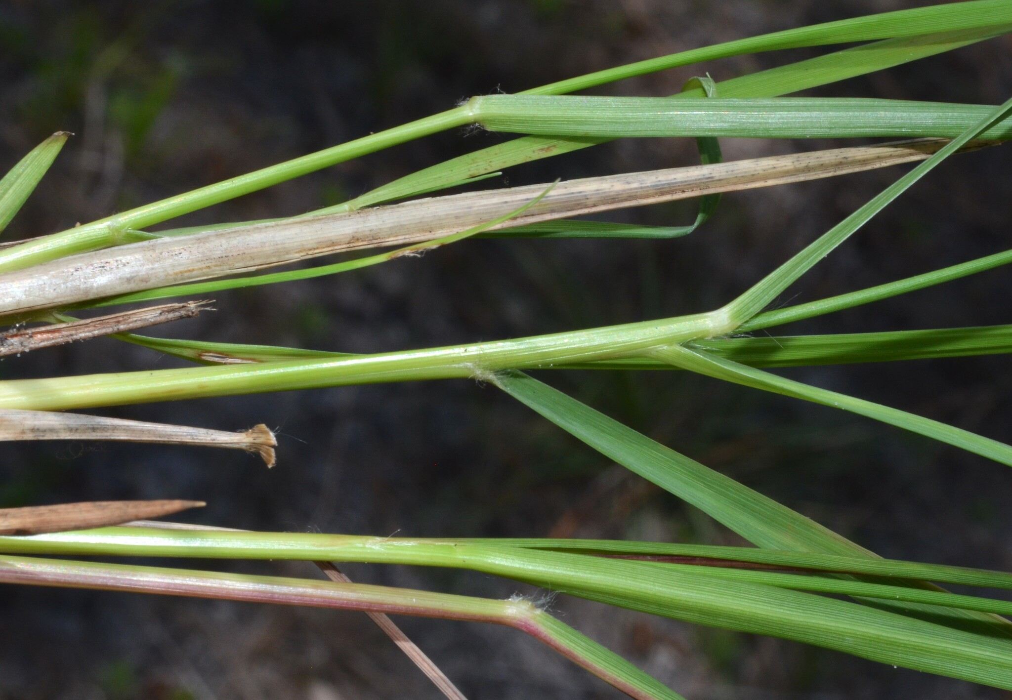 Eragrostis elliottii