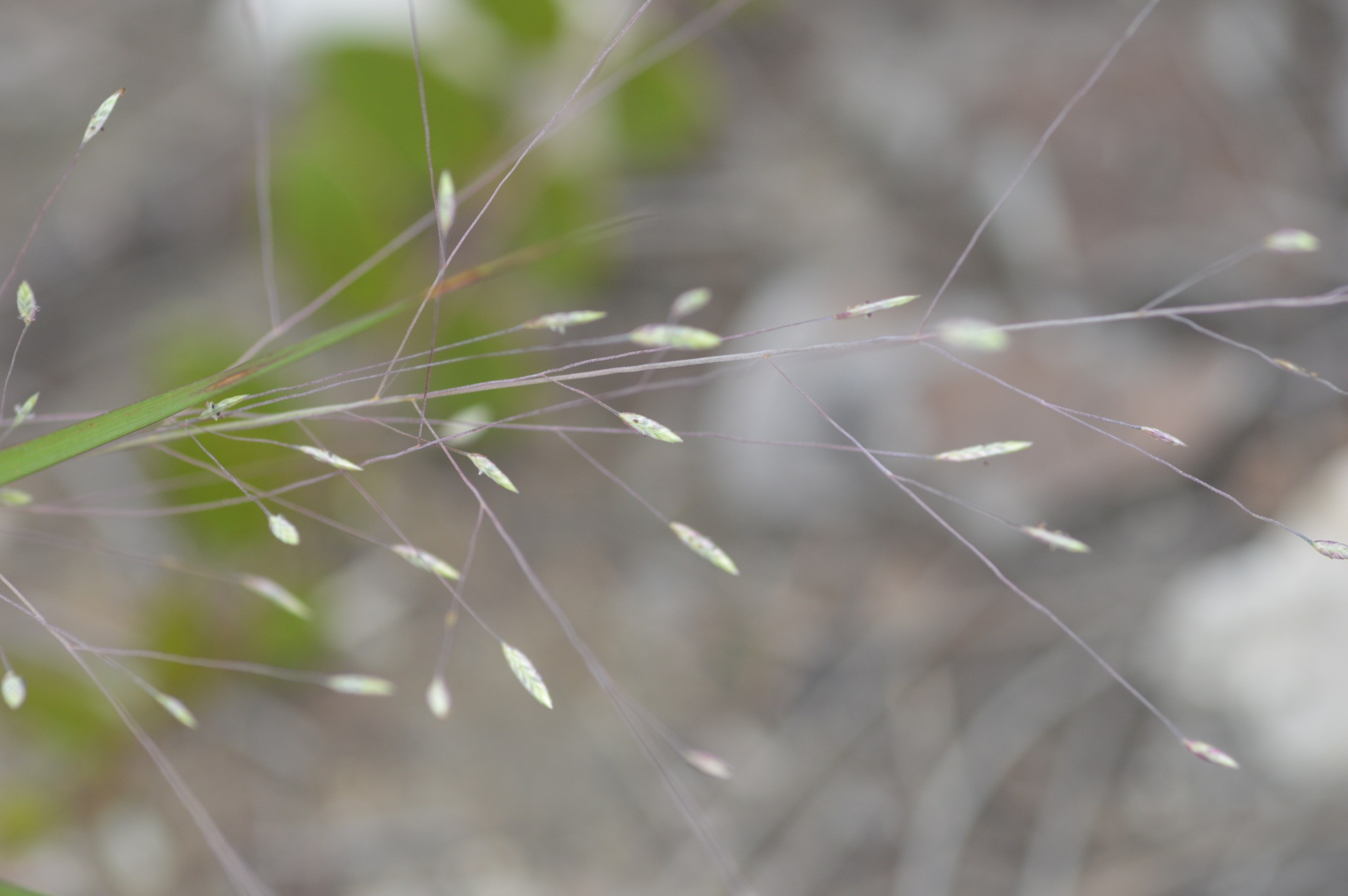 Eragrostis elliottii