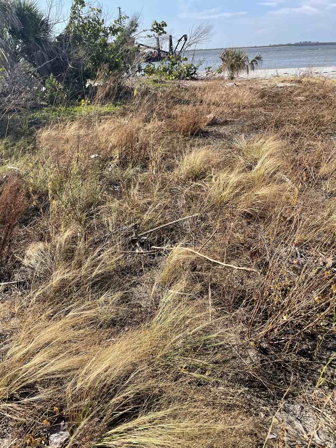 Eragrostis elliottii