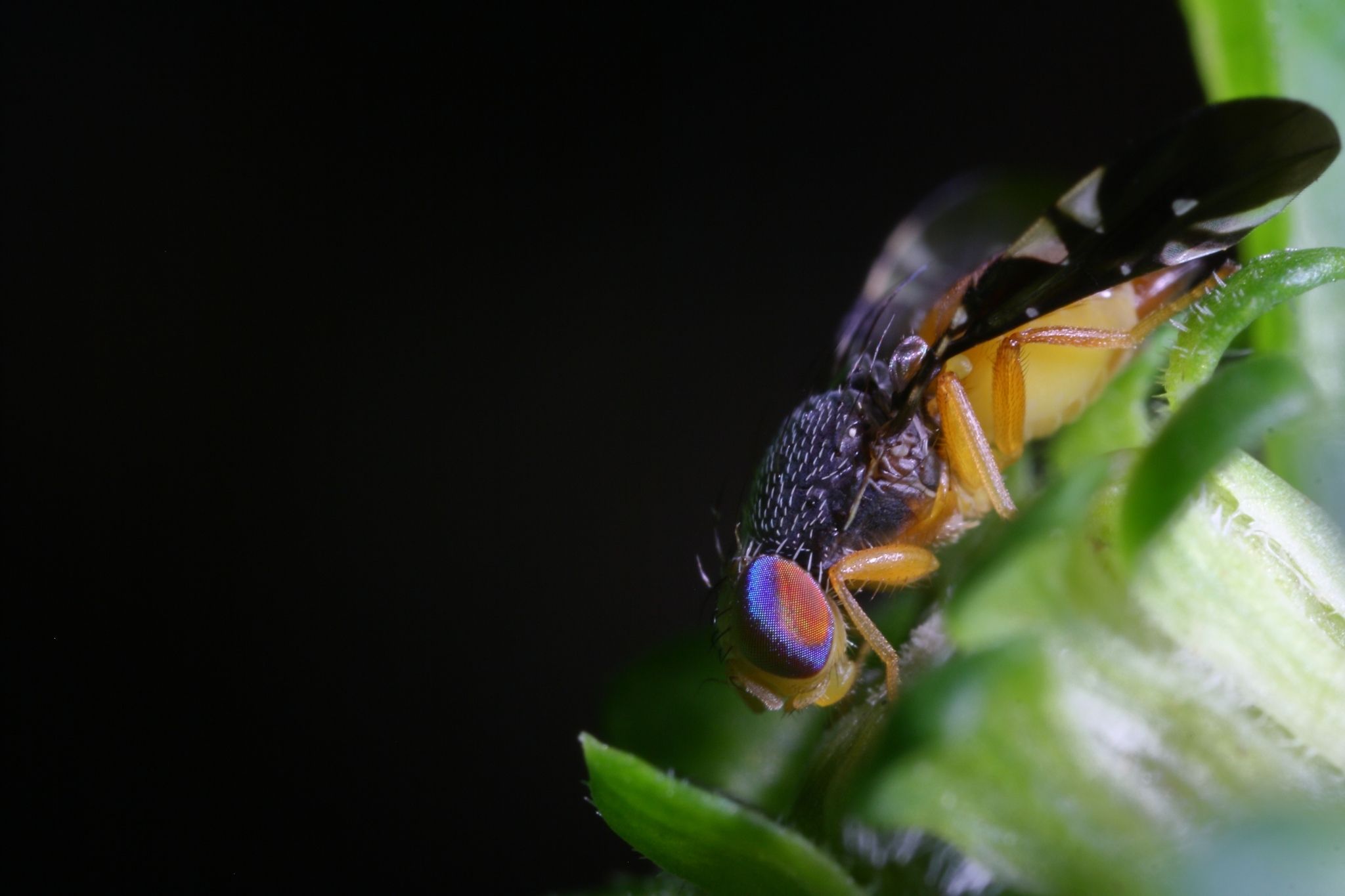 Xanthaciura insecta
