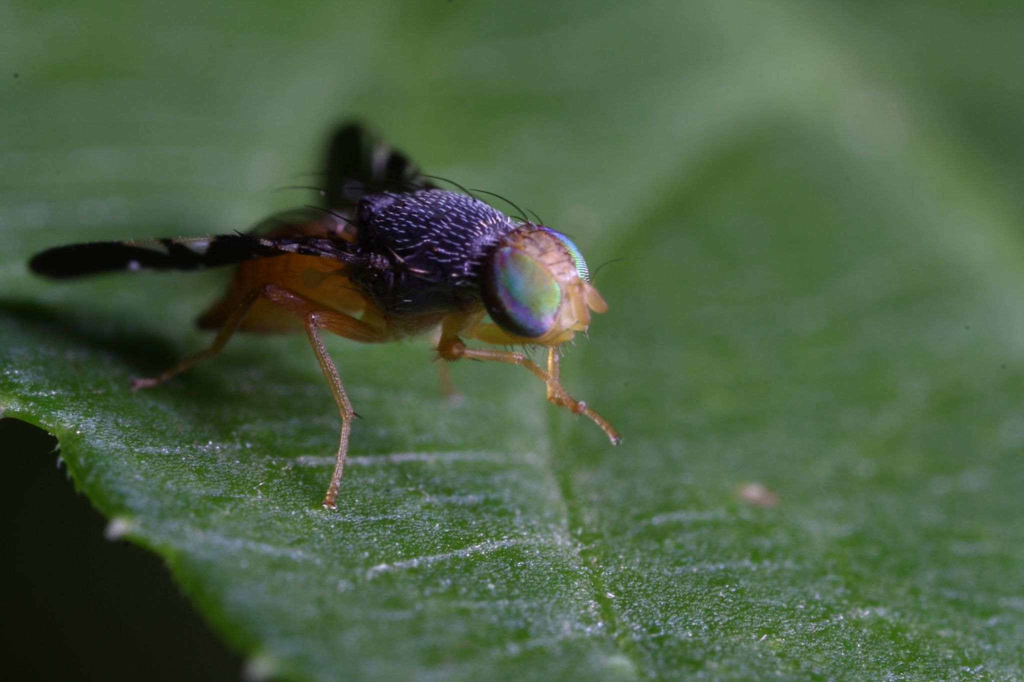 Xanthaciura insecta