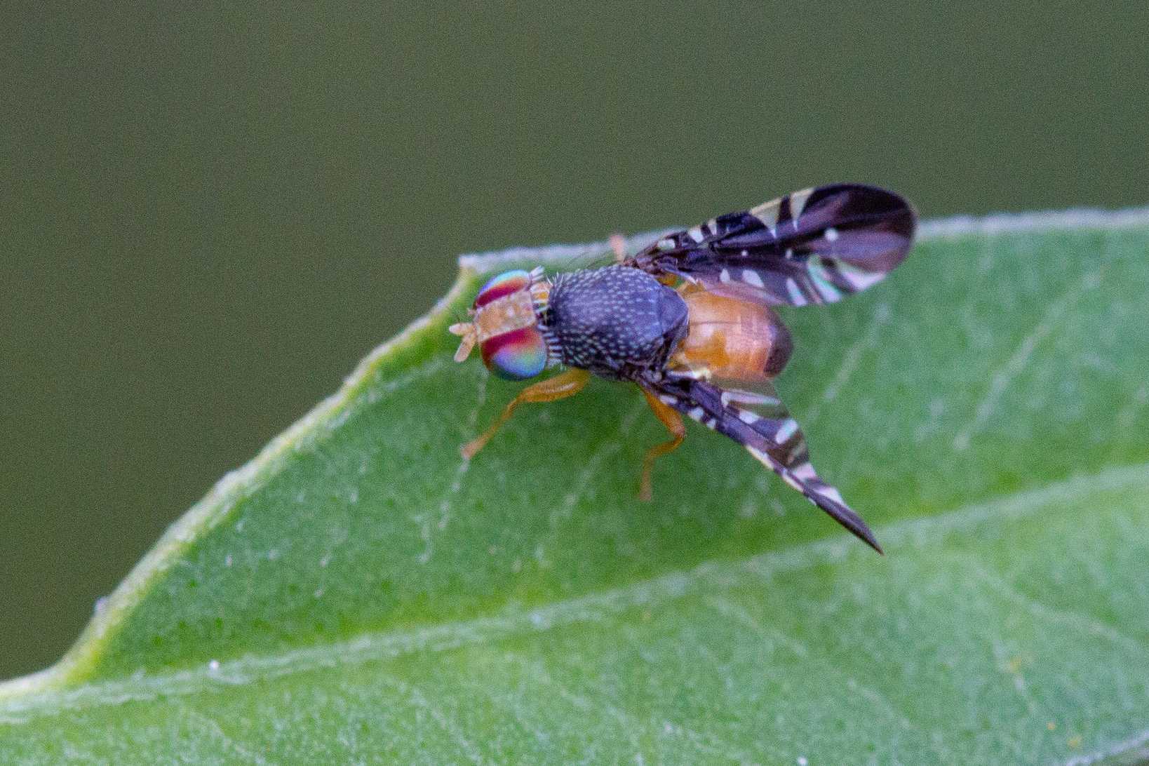 Xanthaciura insecta