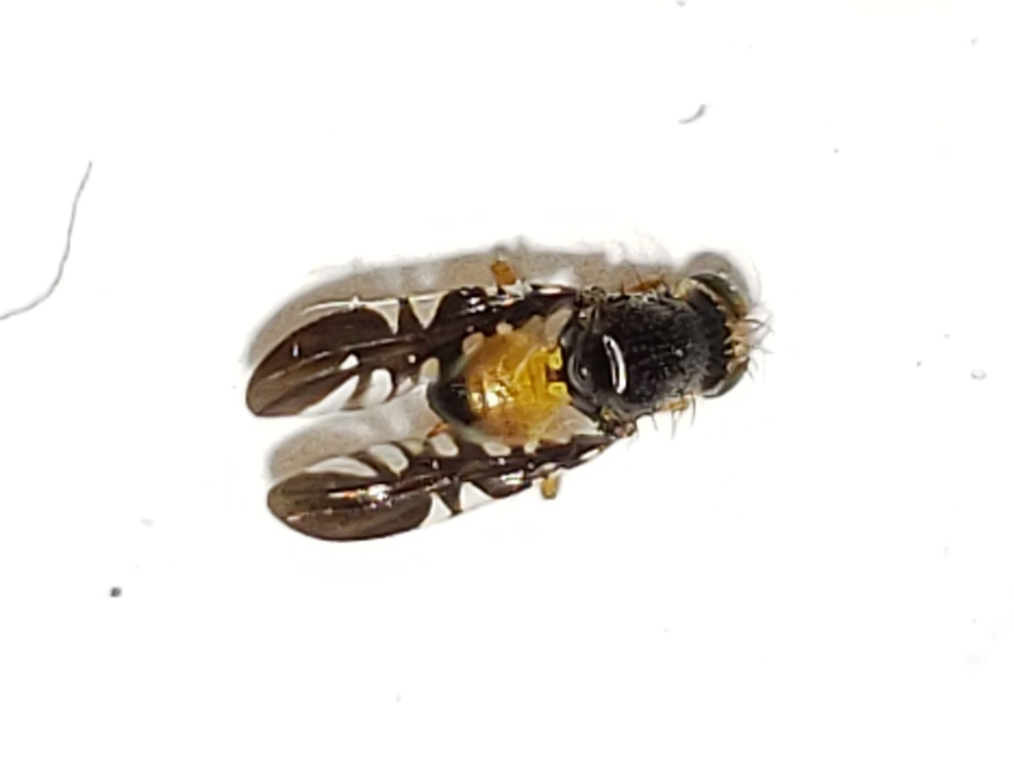 Xanthaciura insecta