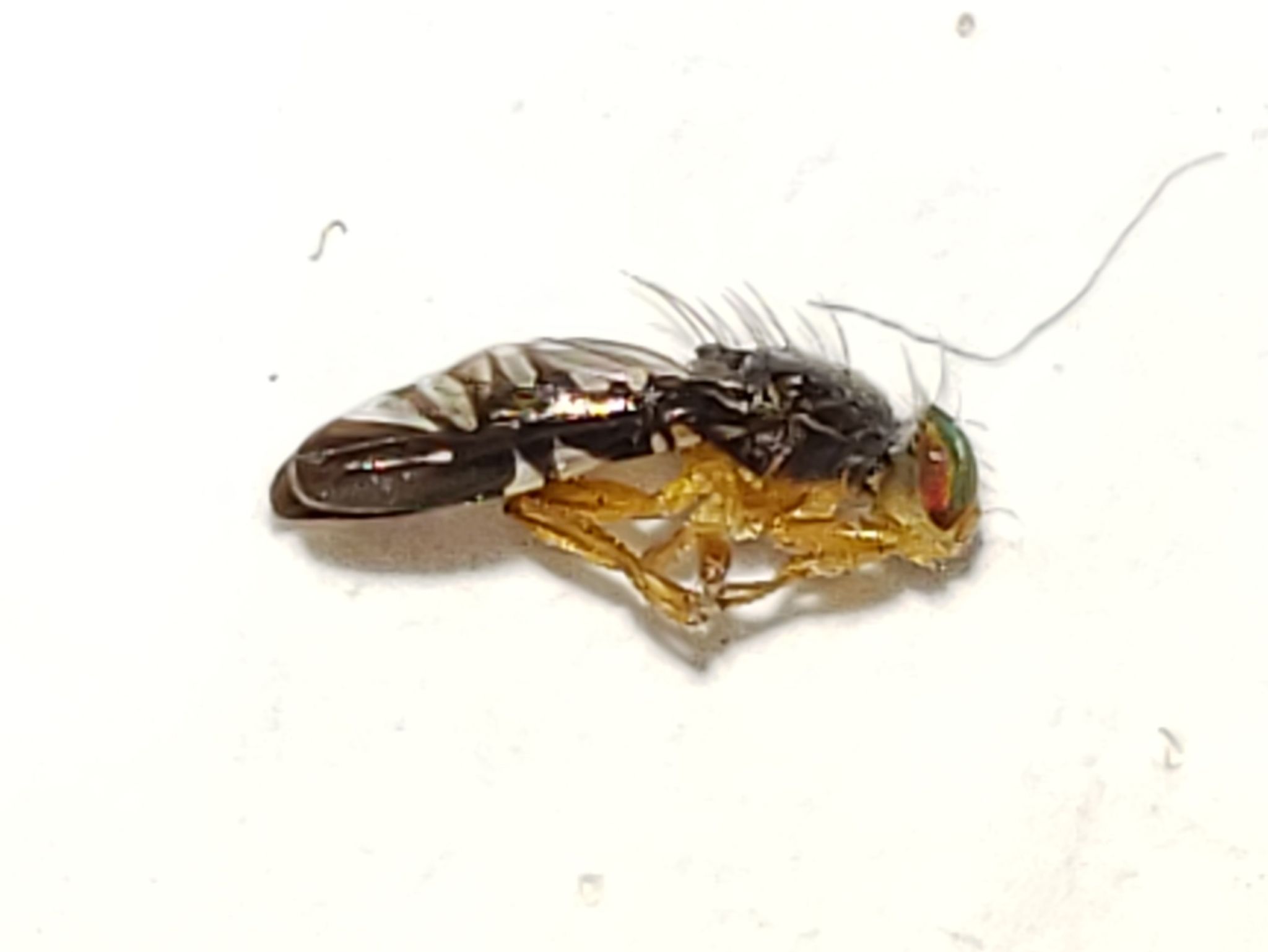 Xanthaciura insecta