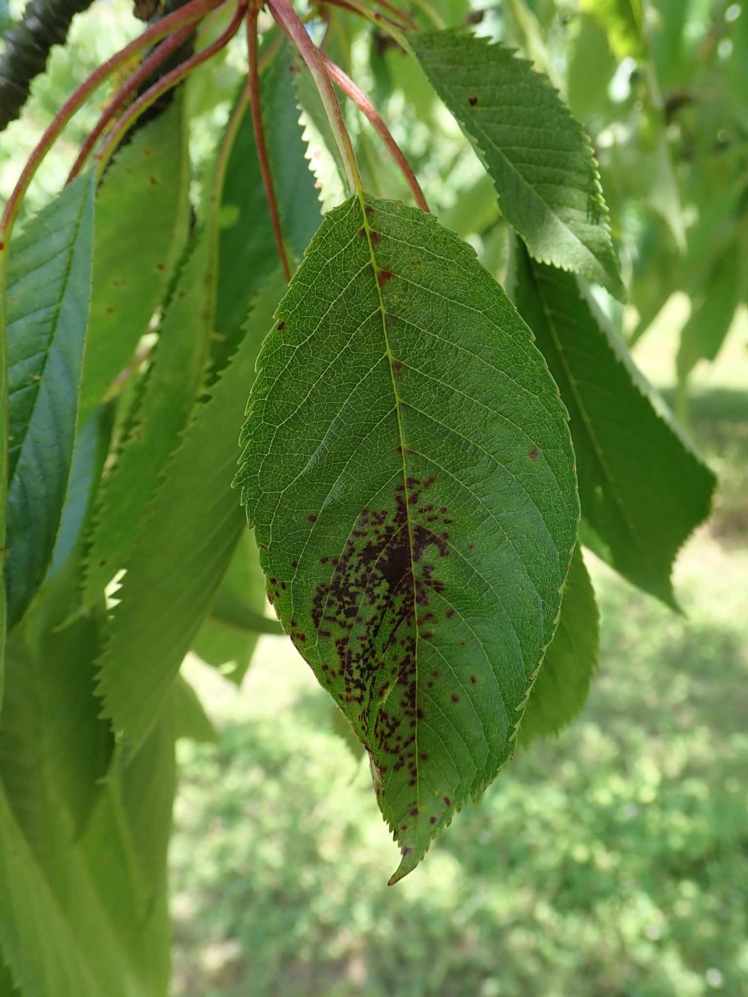 Blumeriella hiemalis