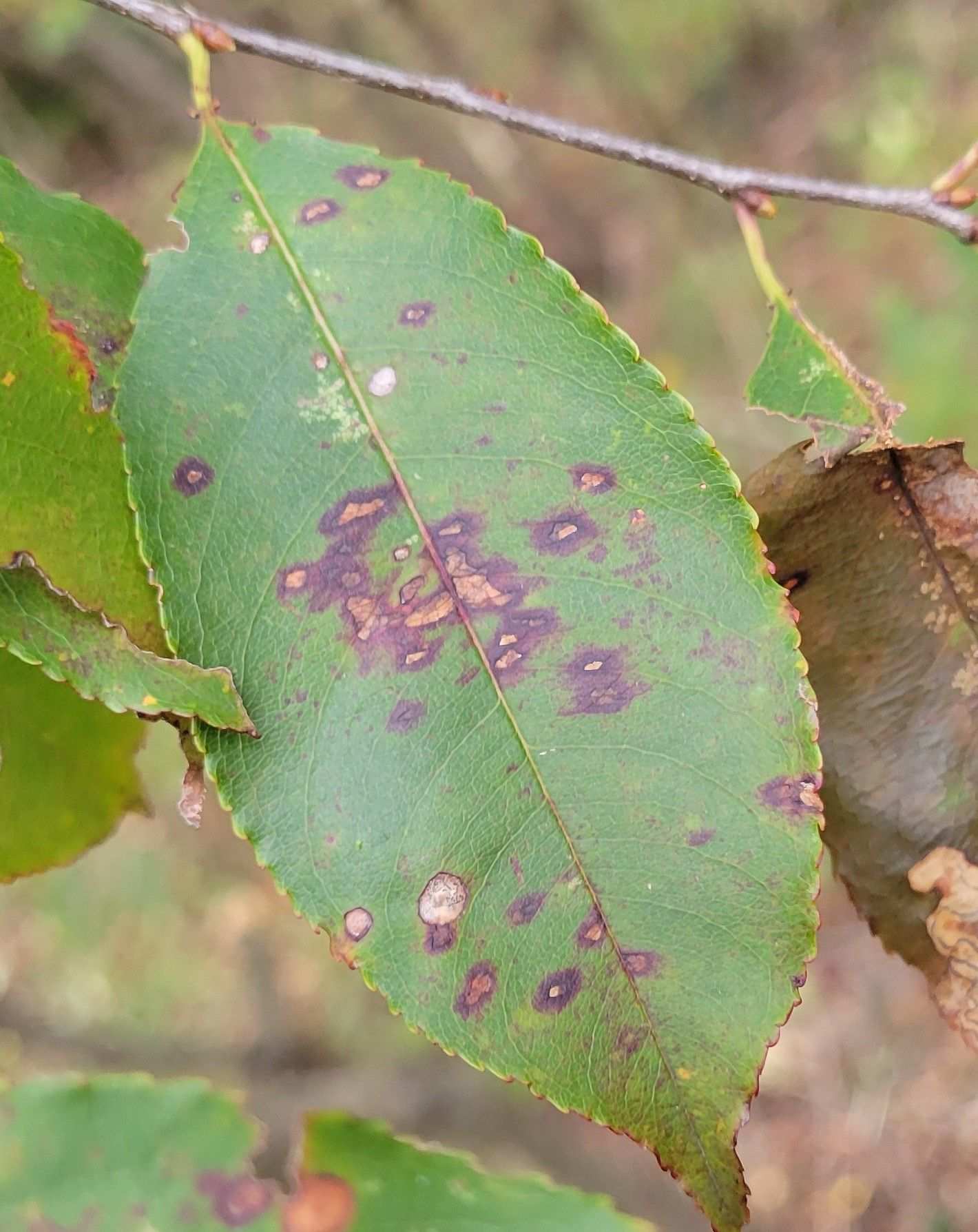 Blumeriella hiemalis