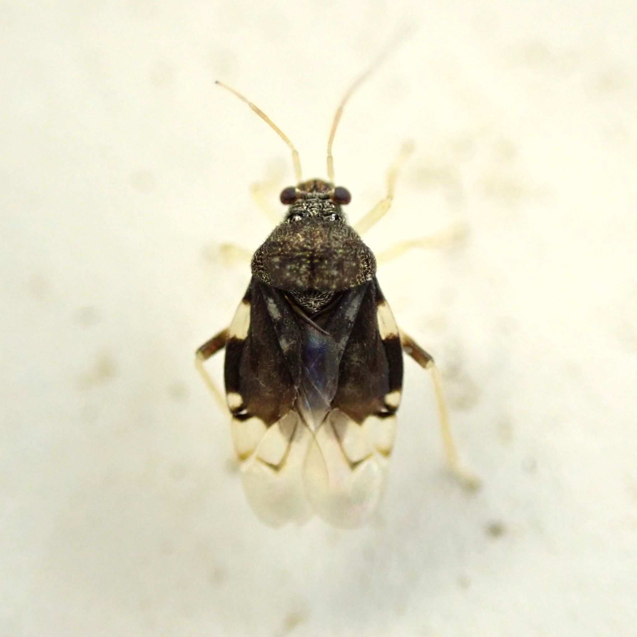 Pycnoderes quadrimaculatus