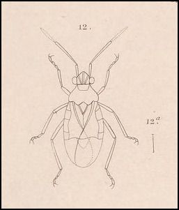 Pycnoderes quadrimaculatus